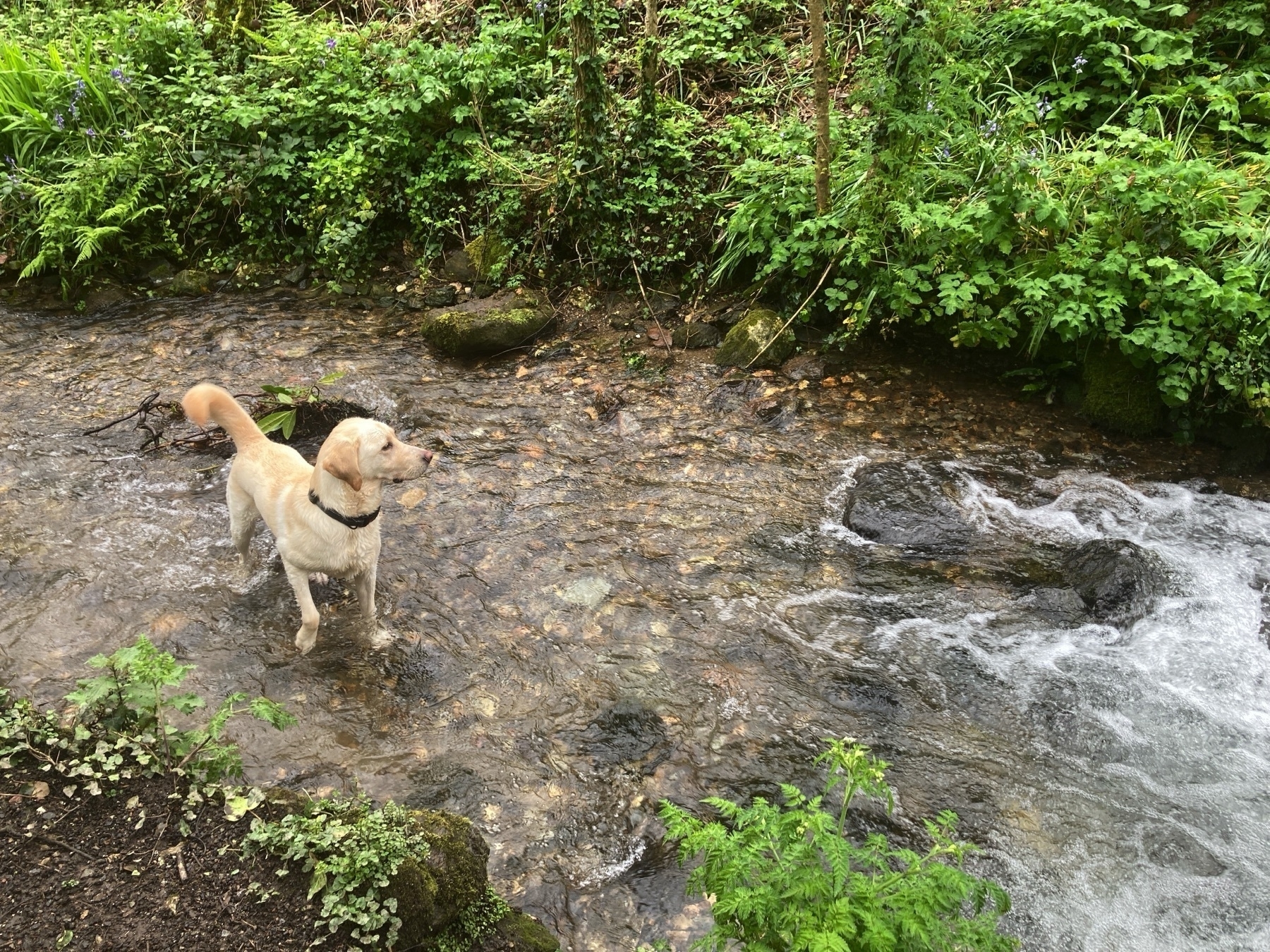 A golden retriever standing in a small river with a flow of swiftly moving water. His attention is turned to the side, with one front paw slightly raised in the air.