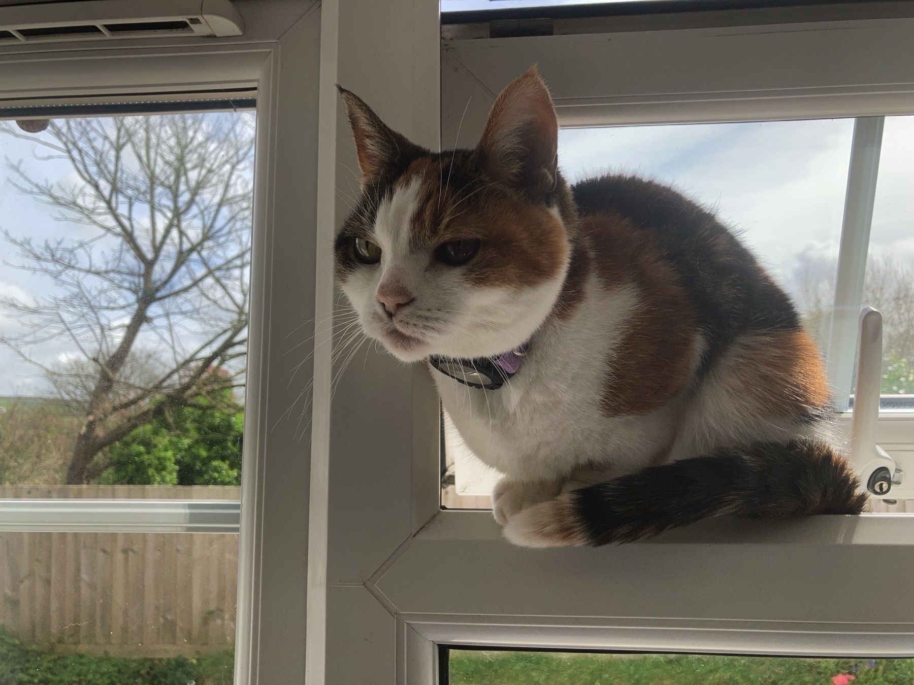 A tortoiseshell calico cat, perching in the gap of a small opened window. The sunlight behind her reveals part of the garden fence and foliage.