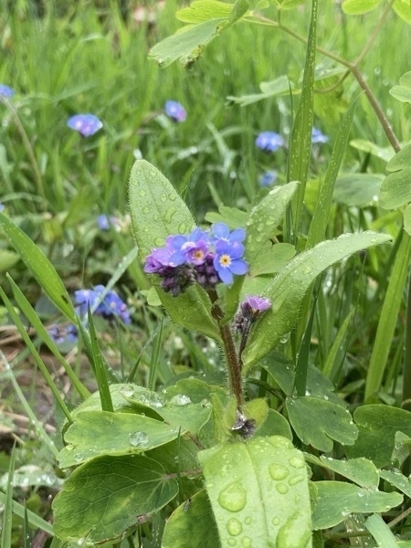 A number of flowers close-up, with one in the foreground. They are a purple/blue colour, with lots of droplets on the leaves.