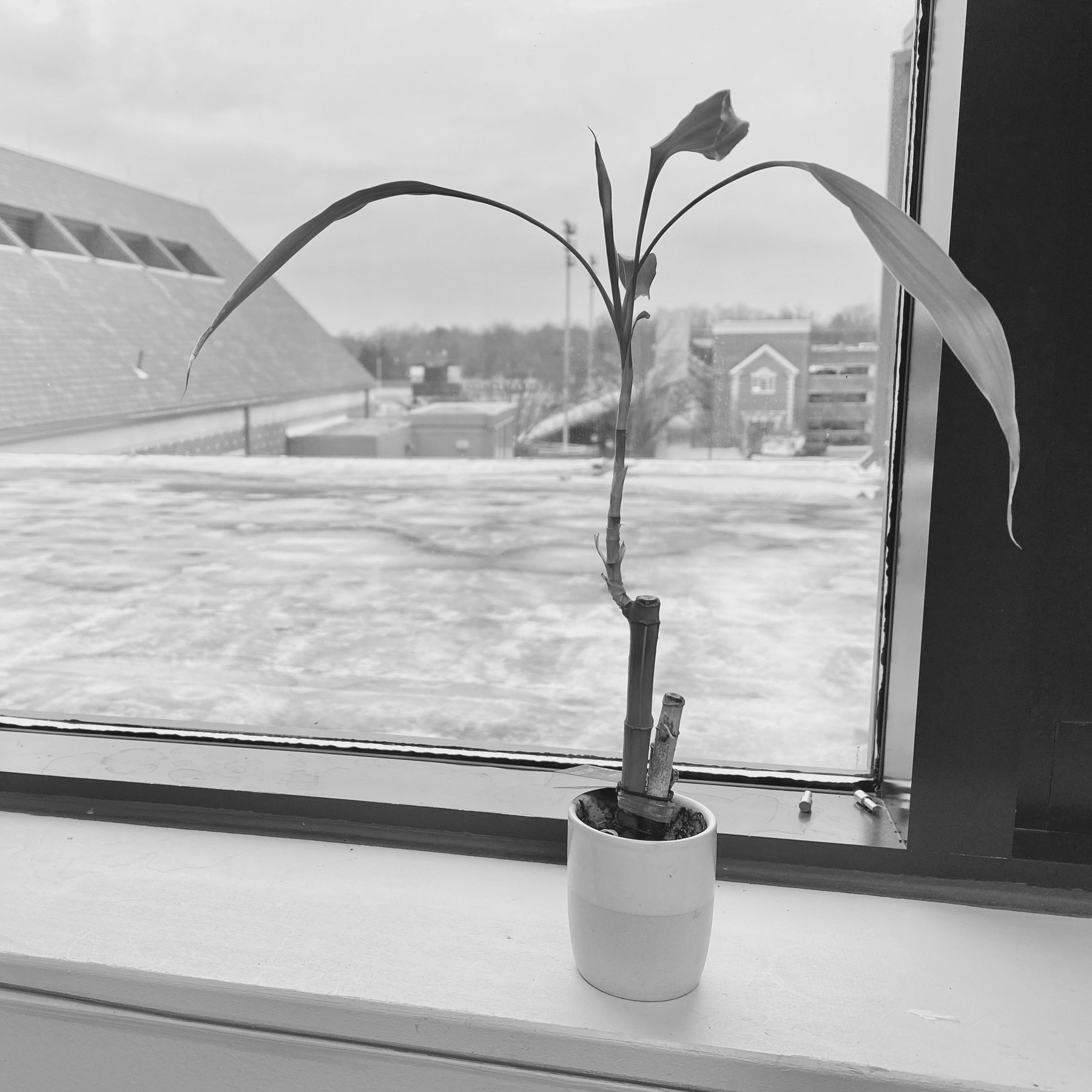 Plant in the faculty lounge by the window