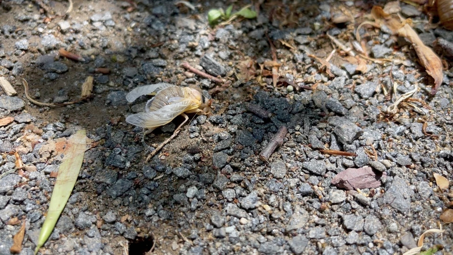 Cicada just emerged from the ground, still white in color