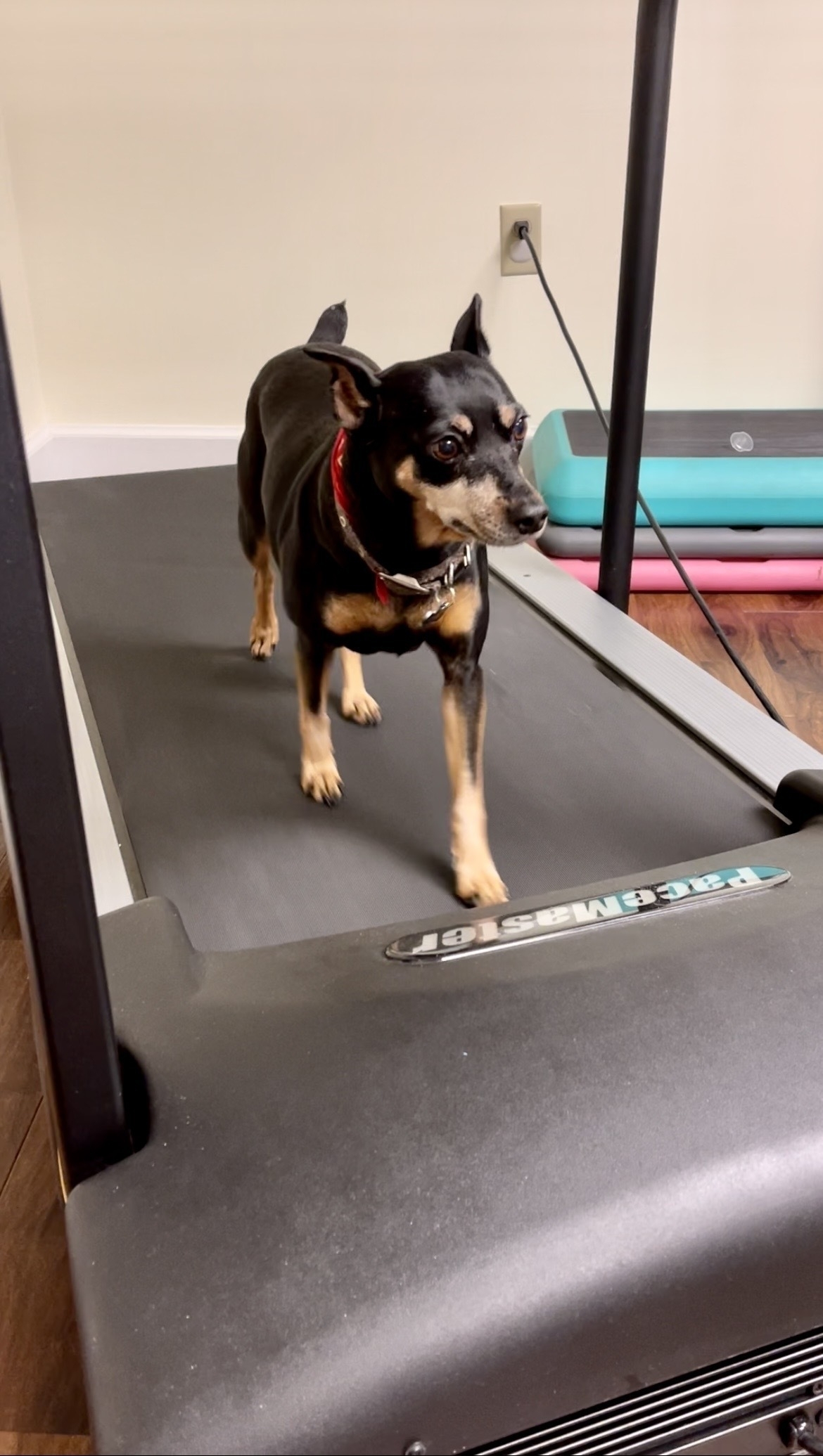 Miniature Pinscher dog walking on a treadmill