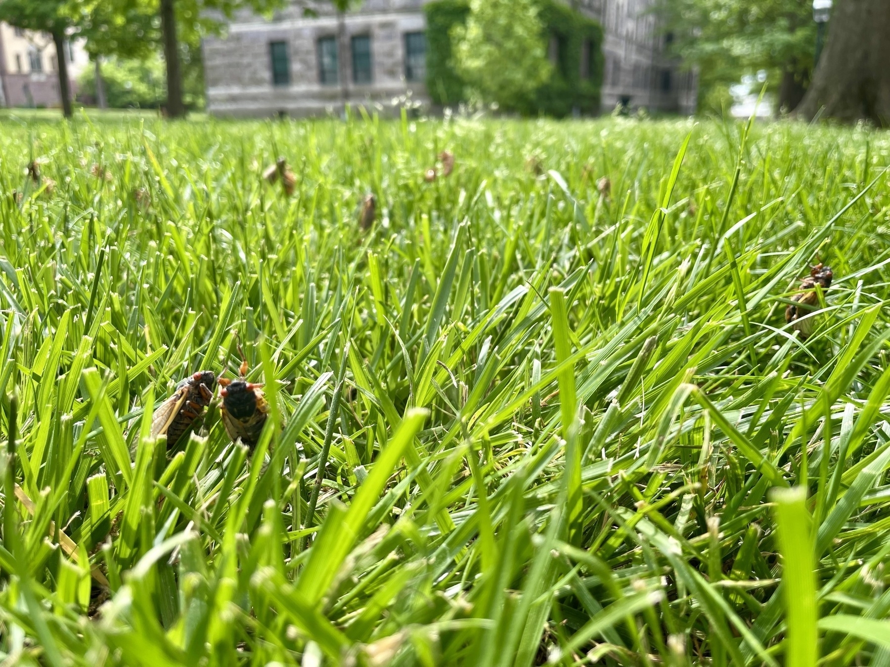 Brook X Cicadas holding onto blades of grass
