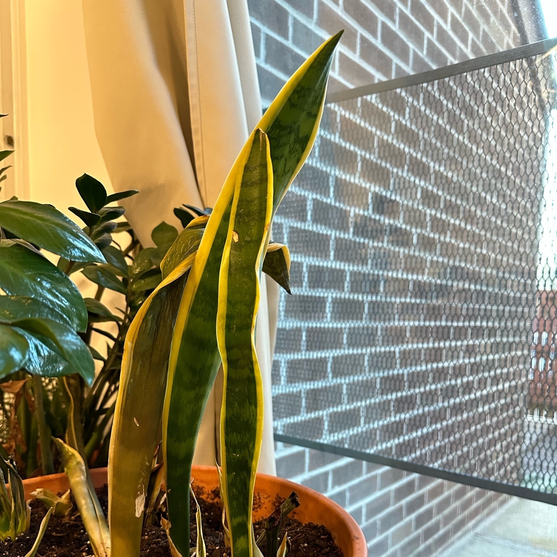 Photo of a snake plant in a large terra cotta pot with a couple leaves bright green and tall, and a couple brown and drooping.