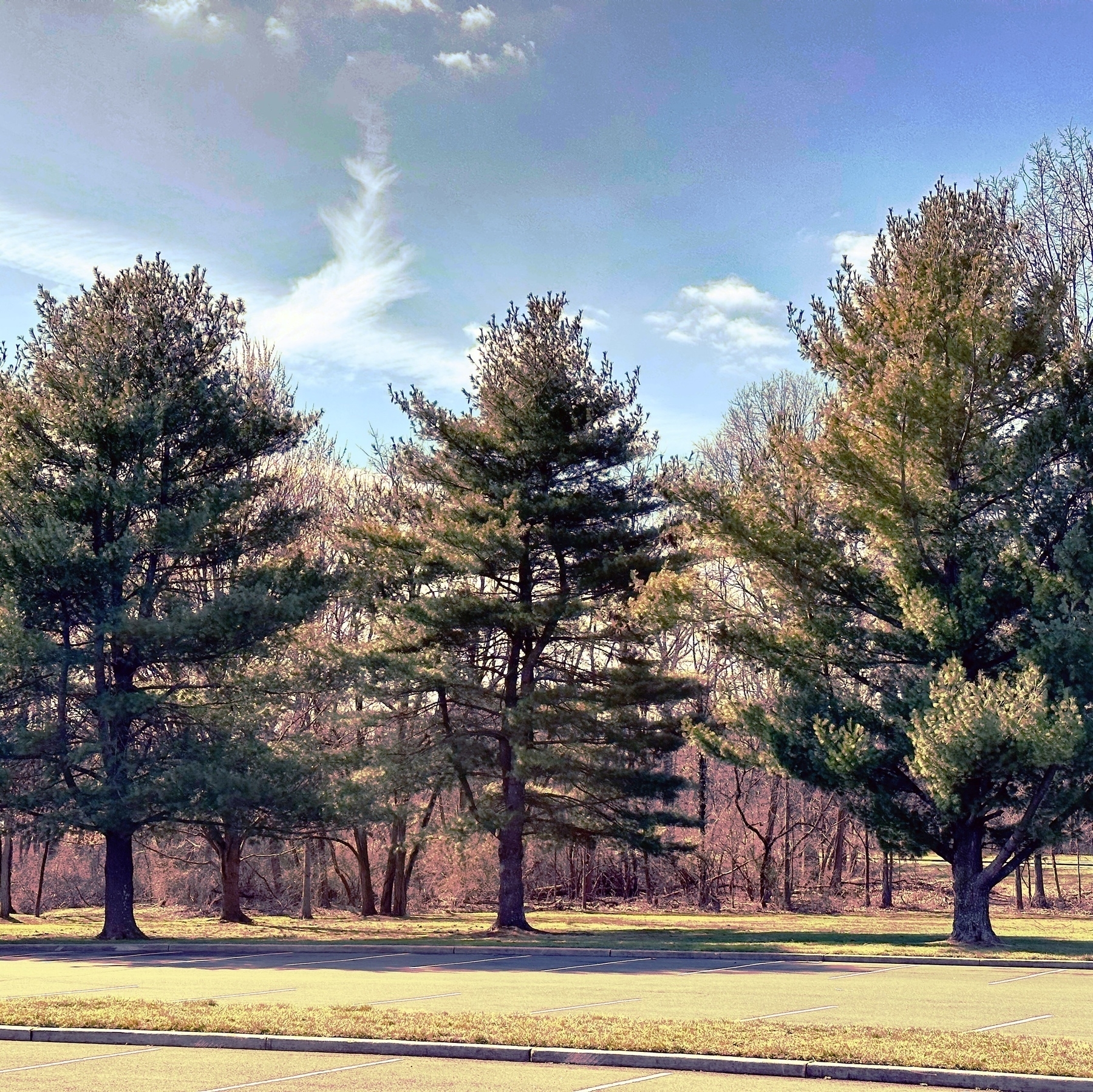 Photo of three evergreen trees and a blue sky with some clouds.