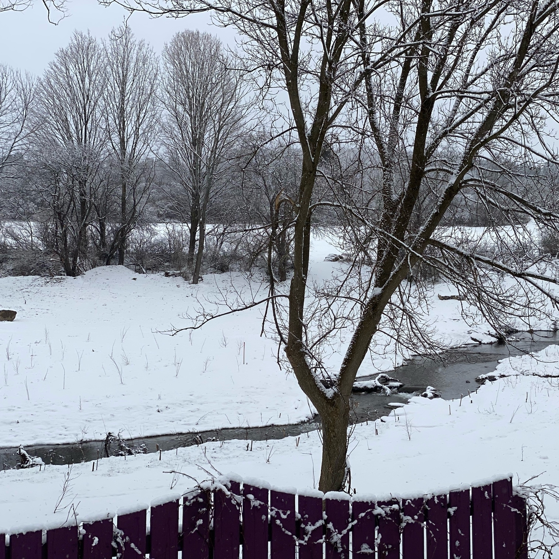 view across a snowy field with a creek meandering through. there is a large tree just off center in front of the creek, and the top of a purple fence is visible at the bottom of the image