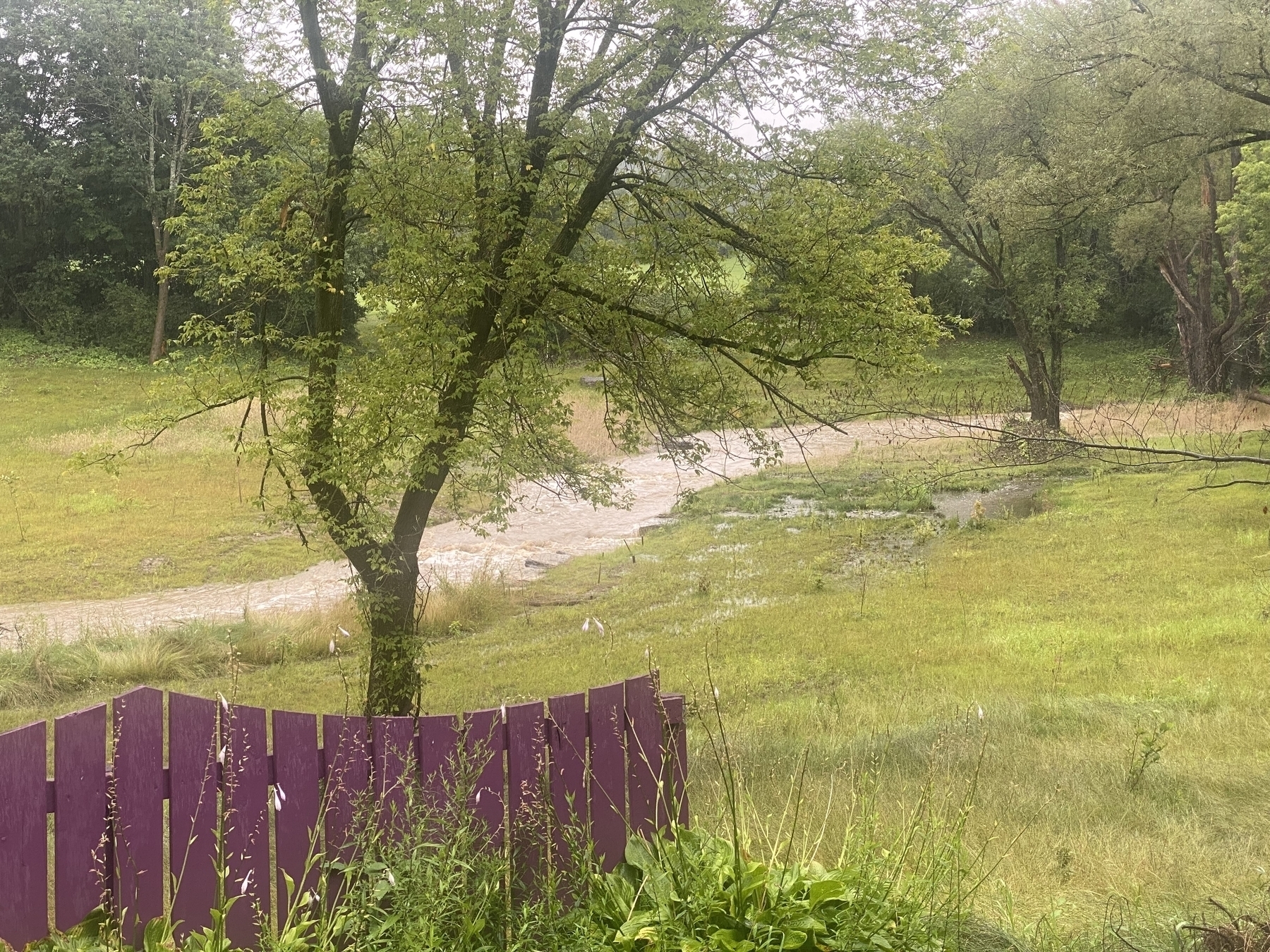 A very full and fast creek with a purple fence in the foreground and a tree between the fence and creek.
