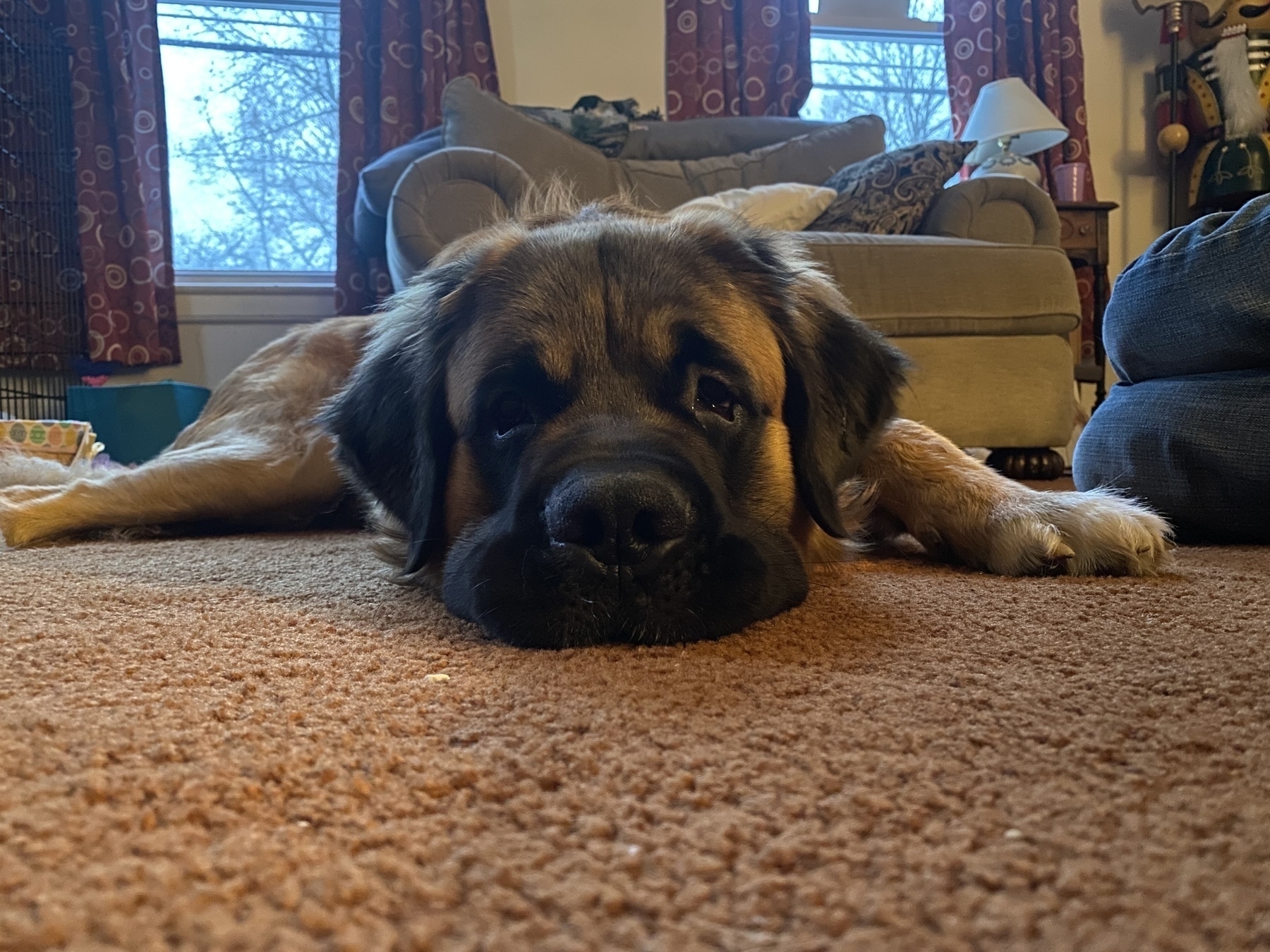 A black/tan Saint Bernard/Golden Retriever laying on the floor with his face flattened out.