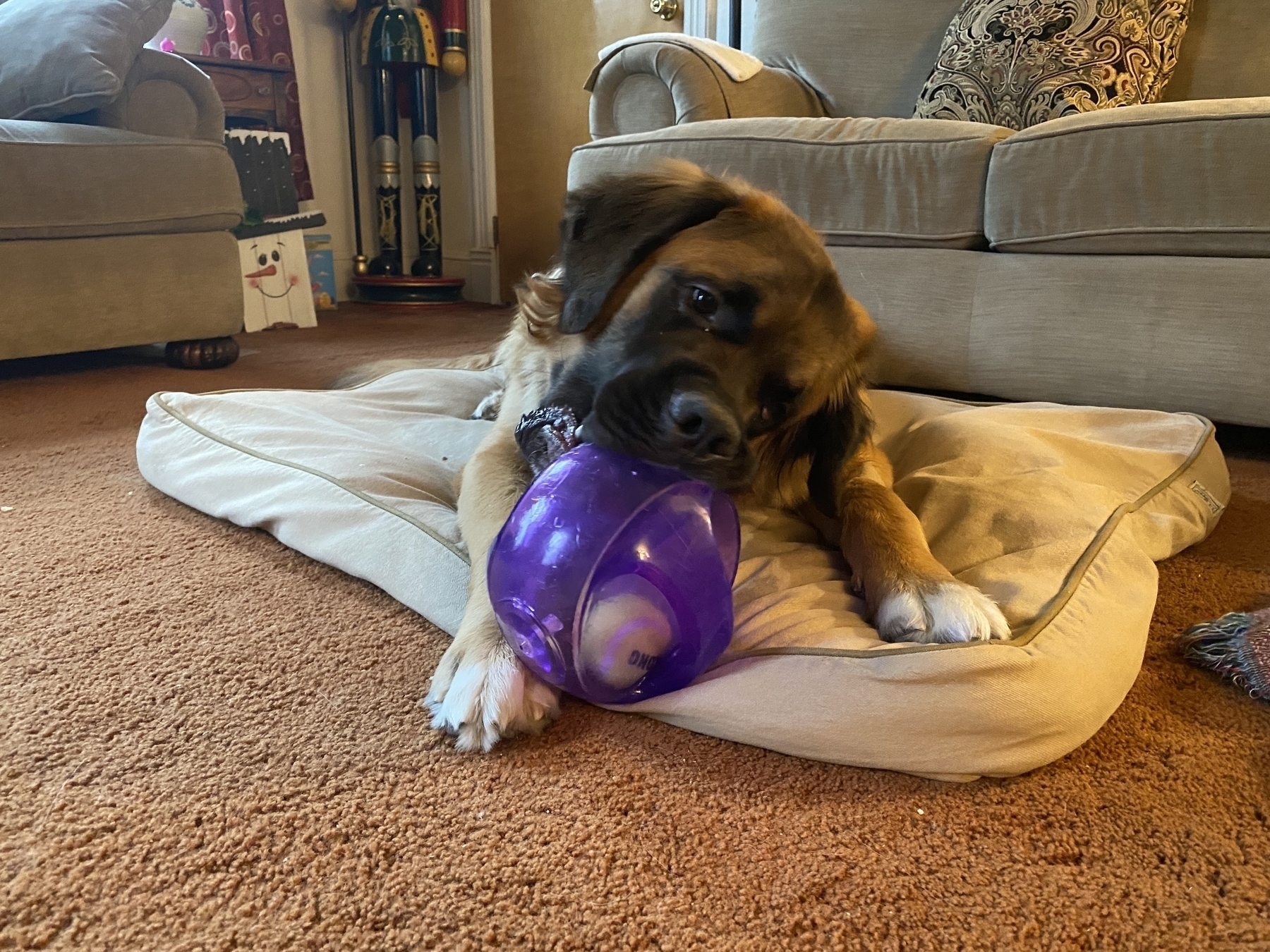 Gromit the dog, a 15 month old Saint Bernard/Golden Retriever with a large rubber squeaky ball.