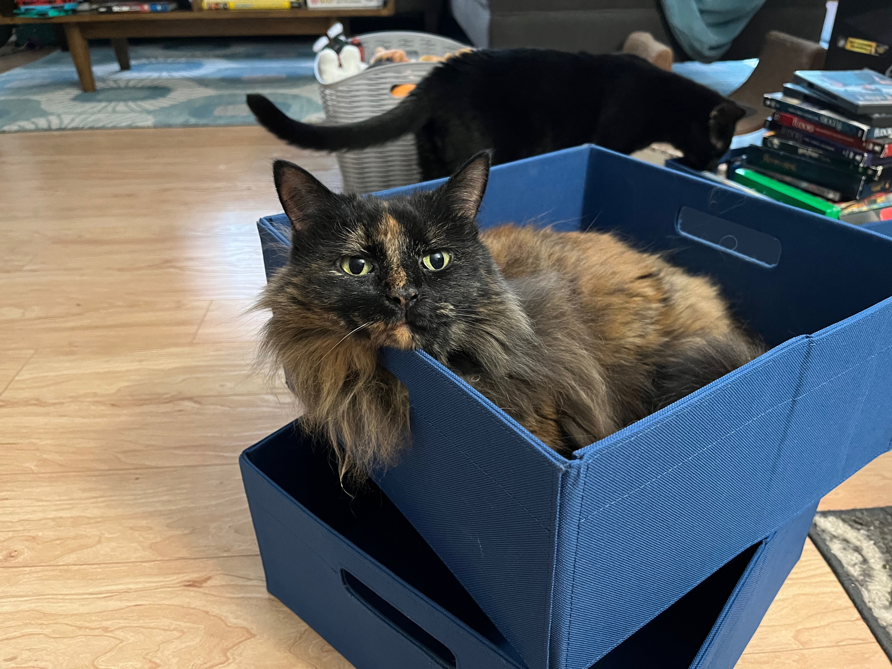 A fluffy tortoiseshell cat is comfortably lounging inside a blue fabric storage bin, while another black cat explores the background.