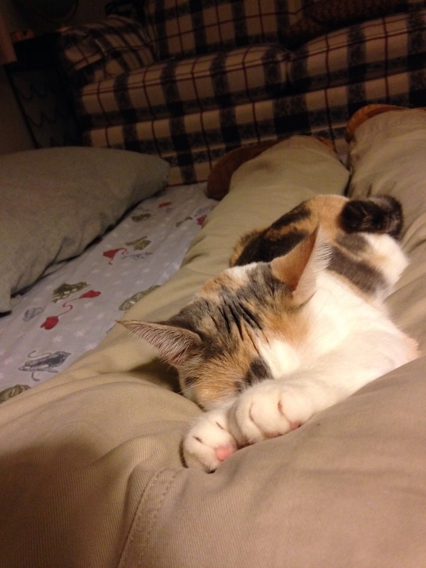 A calico cat is peacefully sleeping on the back of someone’s legs, with a plaid-patterned couch in the background.