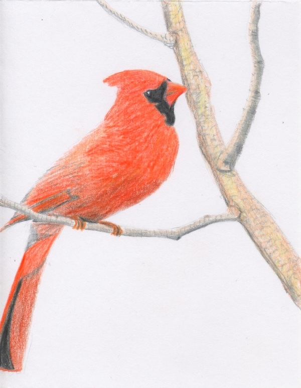 A brightly colored cardinal is perched on a bare branch.