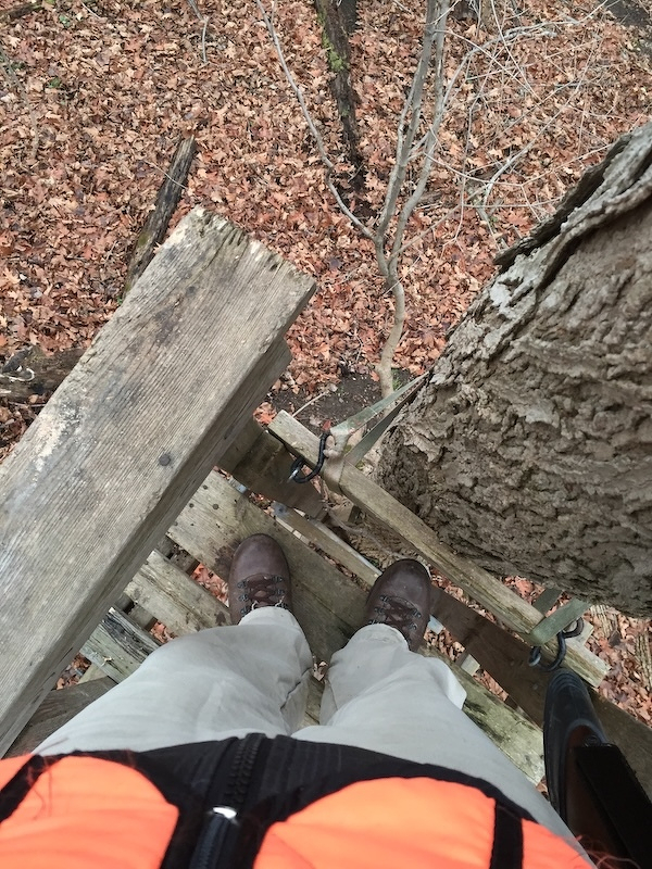 A person is standing on a wooden platform high above a forest floor covered in brown leaves, next to a tree.