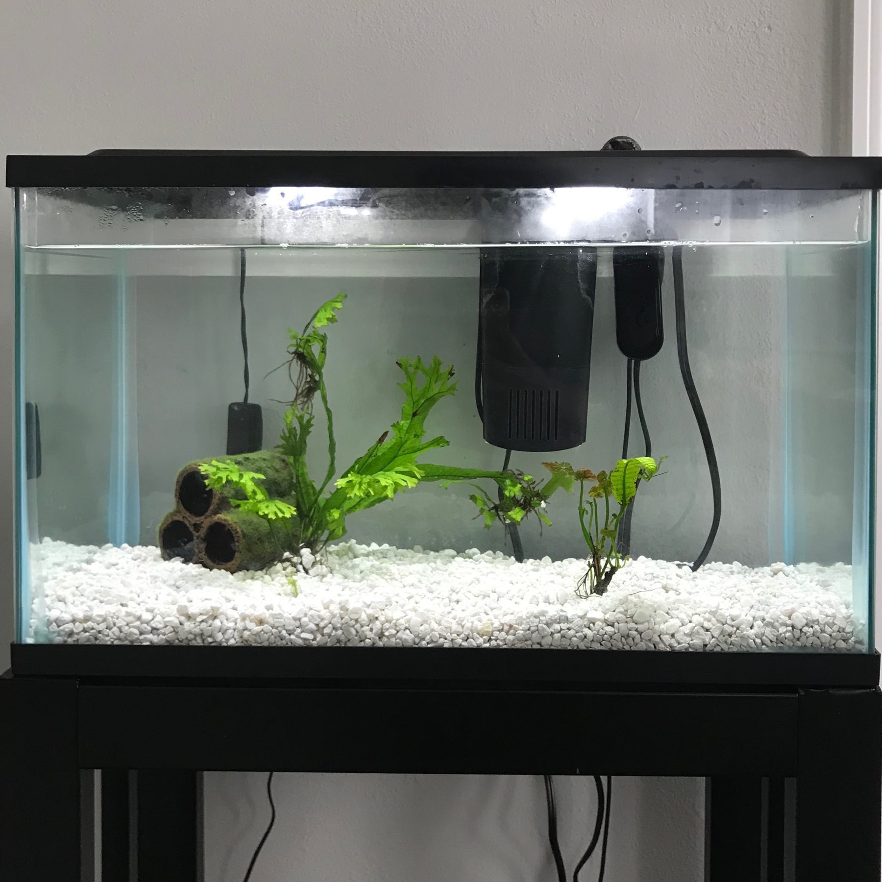 aquarium tank with two plants and a mossy log inside