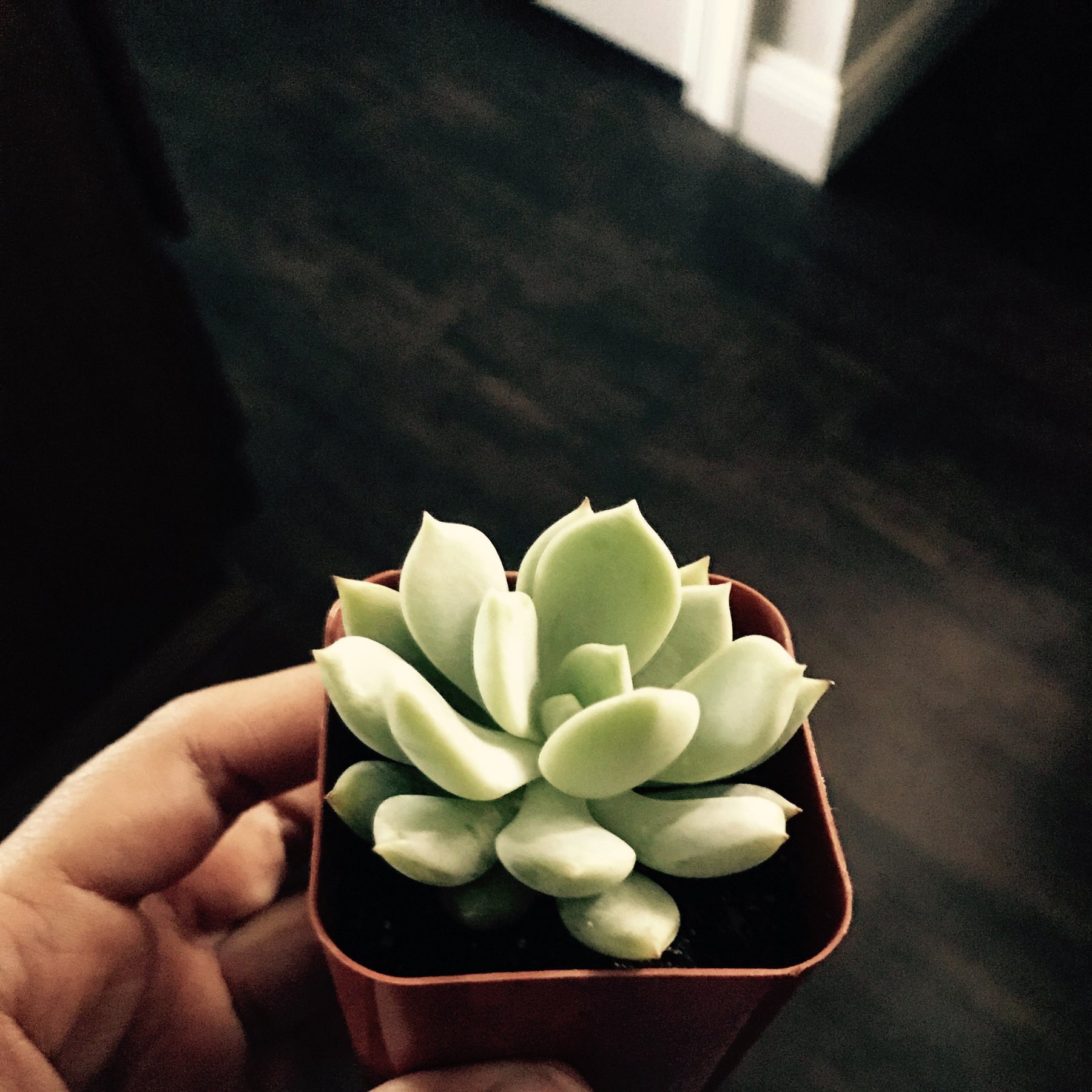 tiny succulent