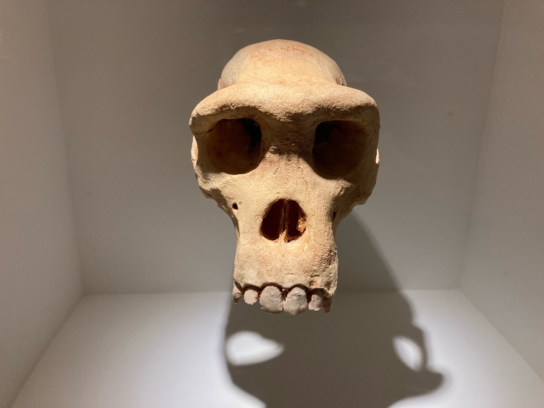 Elongated human-like skull