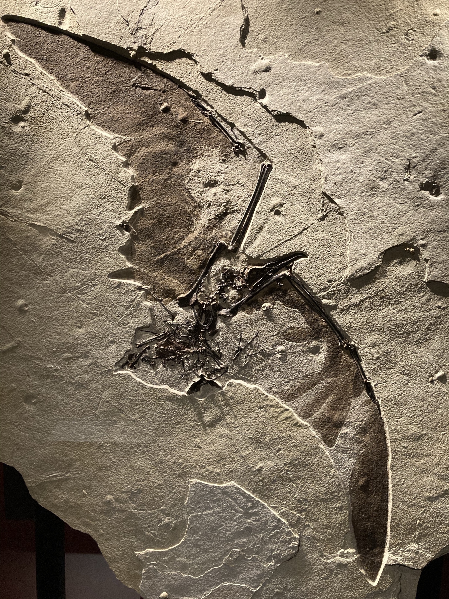 Fossilized winged creature