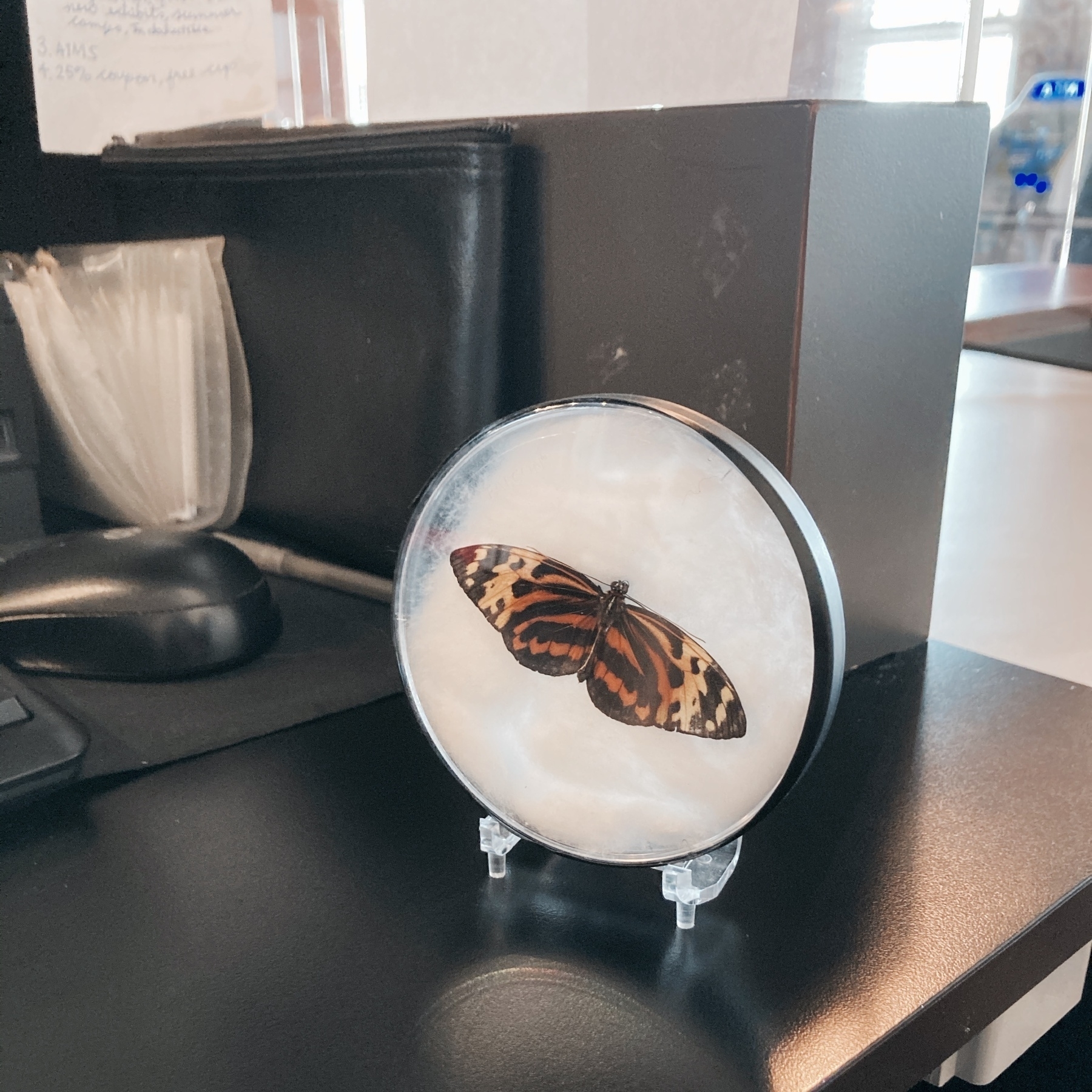 Butterfly in a case on a desk