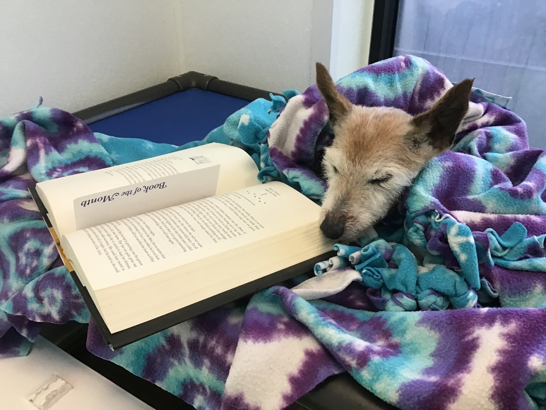 Dog in a blanket with a book posed next to her