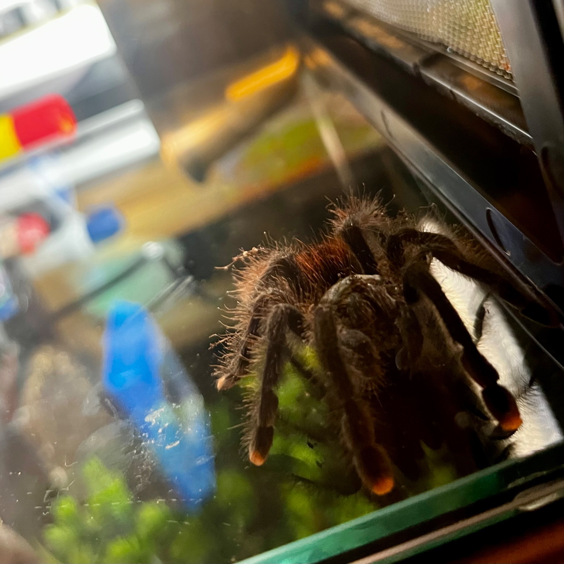 Auto-generated description: A tarantula is positioned near the corner of a glass enclosure.