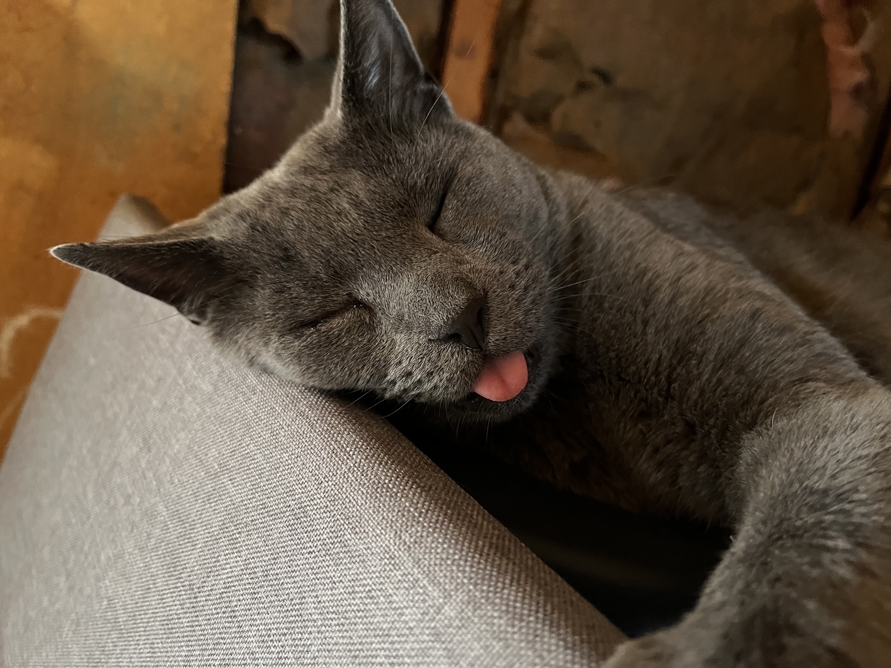 A gray cat is sleeping with its tongue sticking out, resting on a cushioned surface.