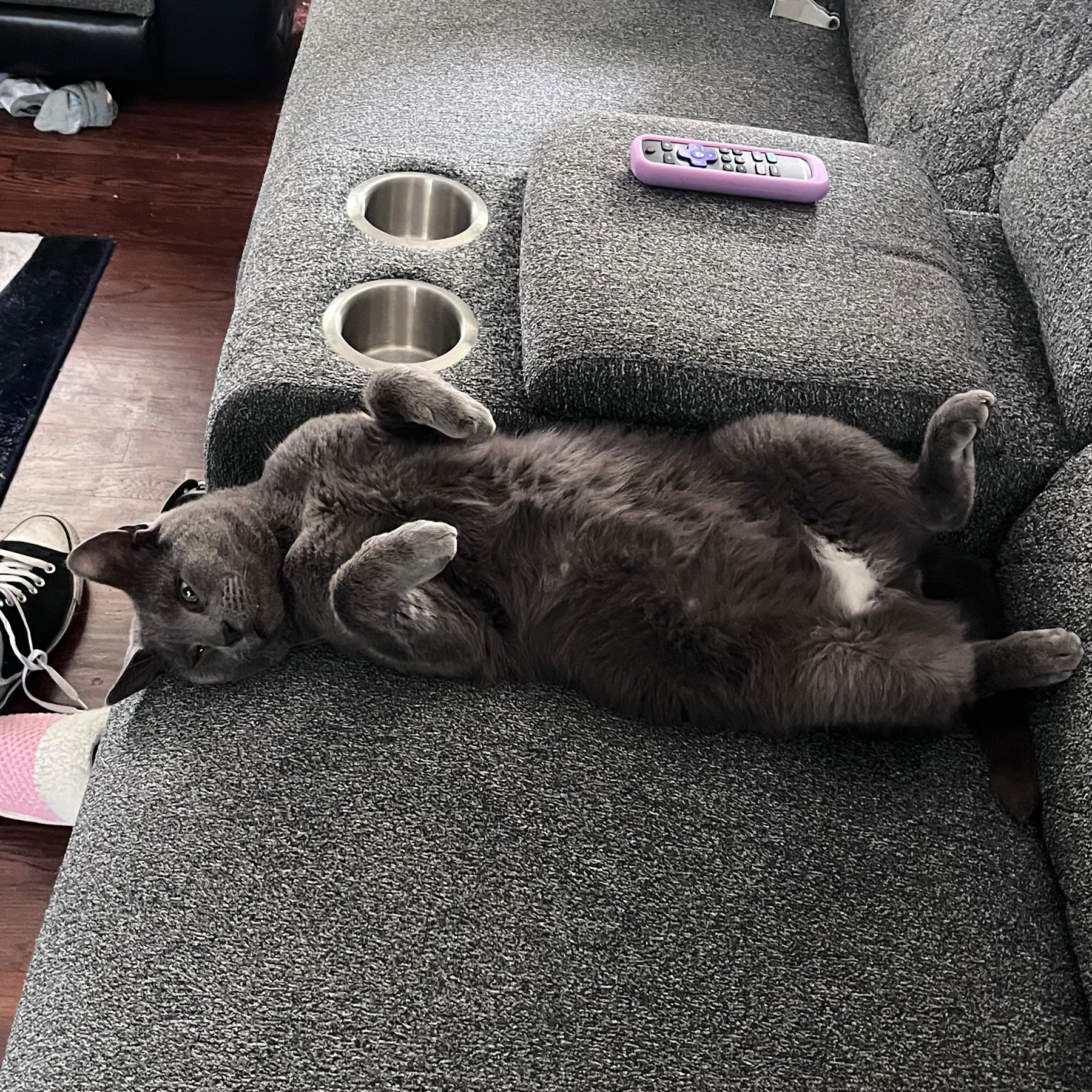 Grey cat laying on his back on the couch. 