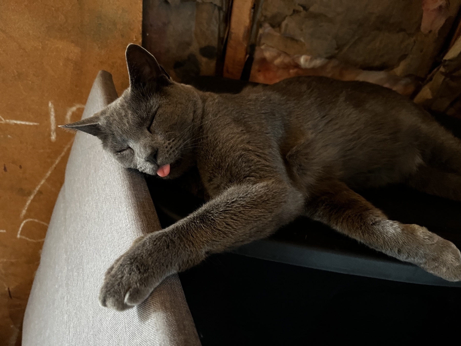 A gray cat is sleeping on a piece of furniture with its tongue sticking out.