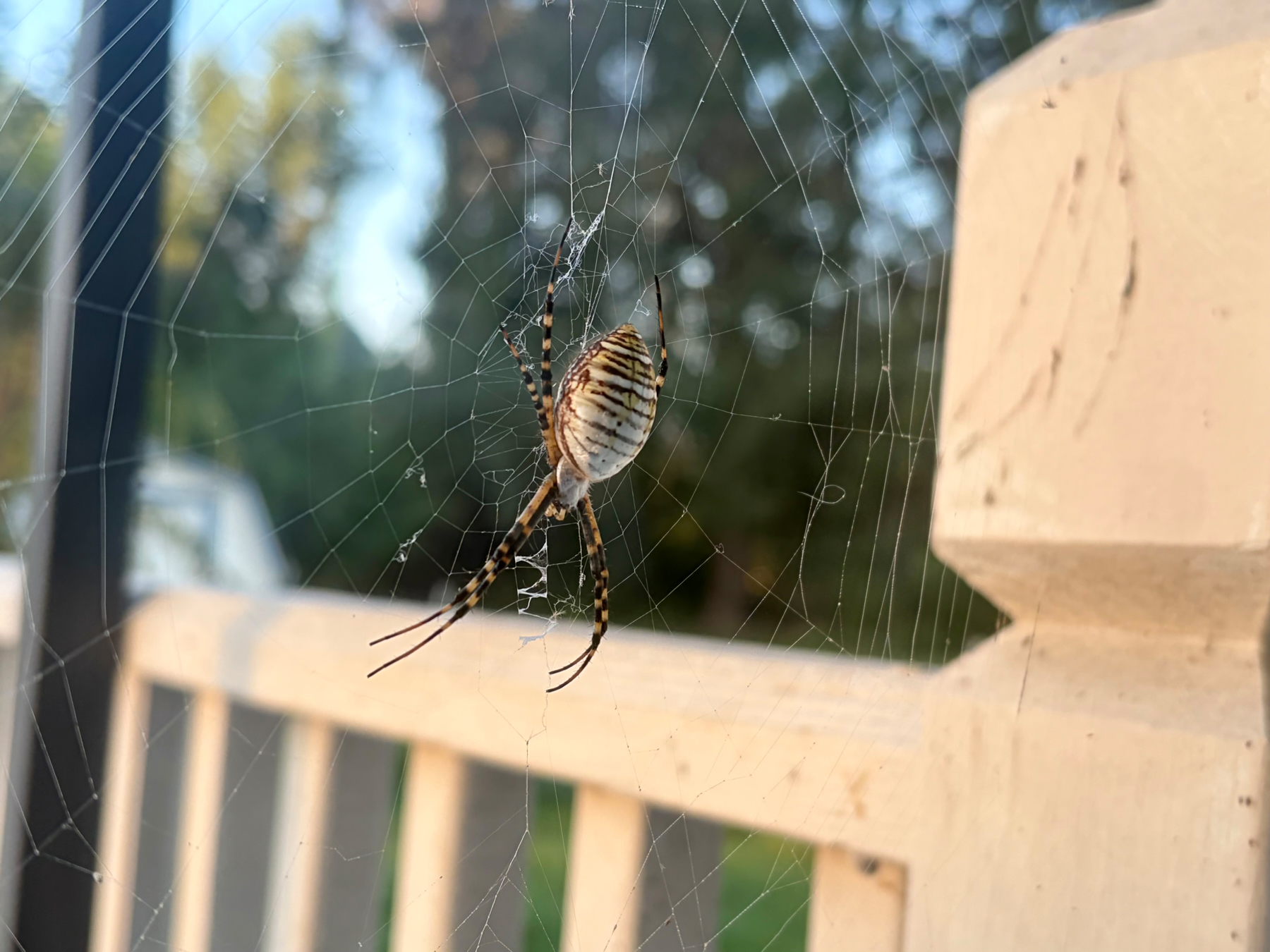 Auto-generated description: A spider is sitting on its web near a wooden railing, with a blurred background of trees.