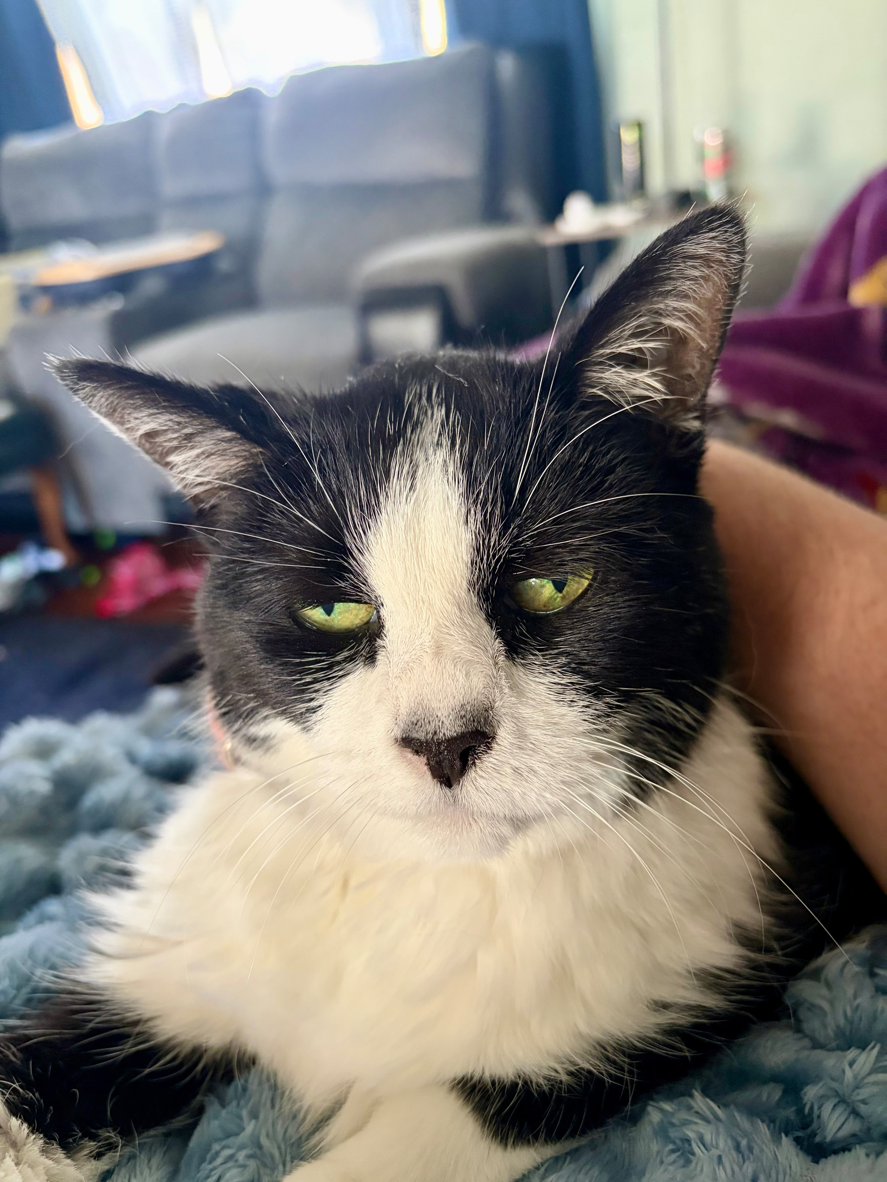 Auto-generated description: A black and white cat with green eyes is resting comfortably in a cozy indoor setting.