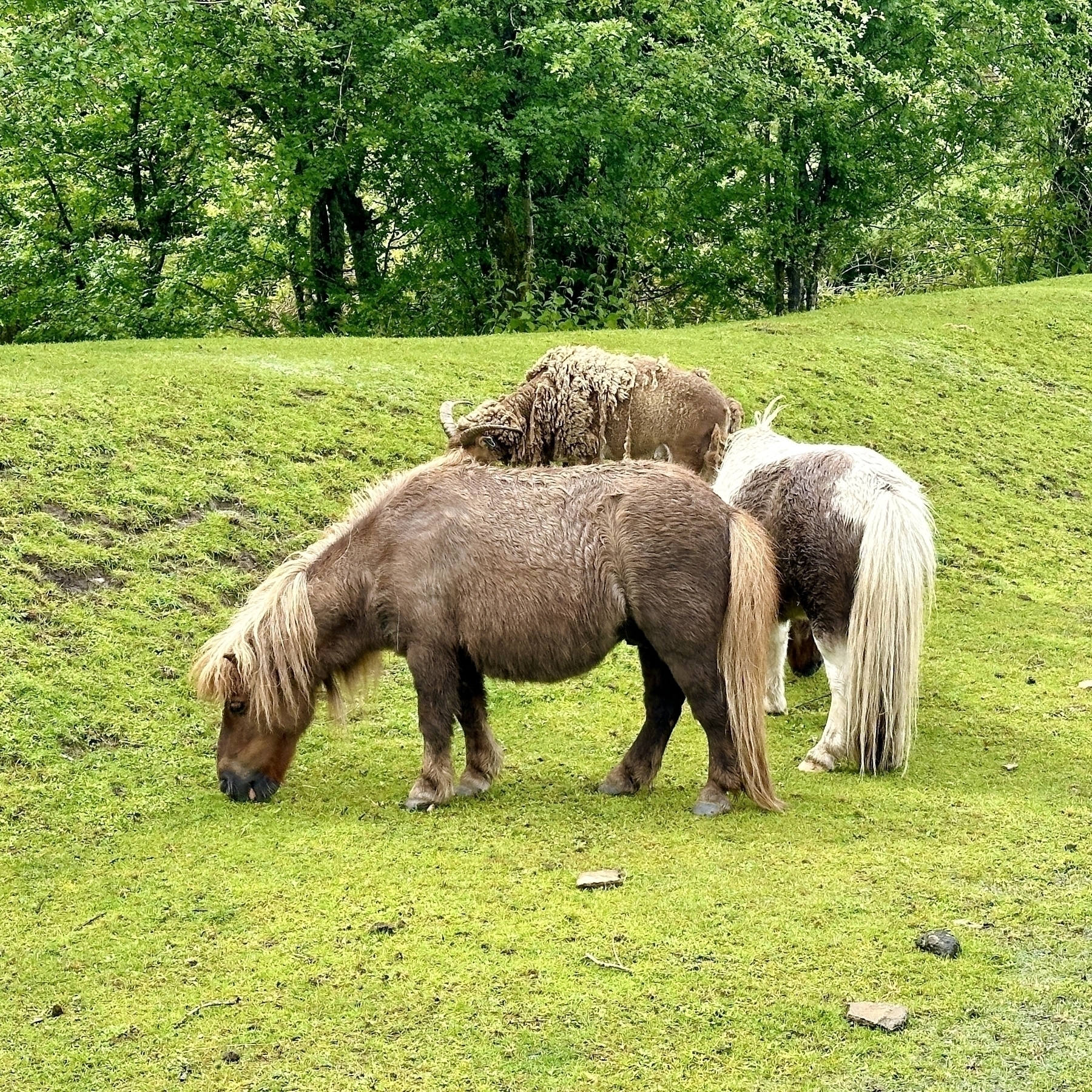 Auto-generated description: Three ponies are grazing on a grassy field with trees in the background.