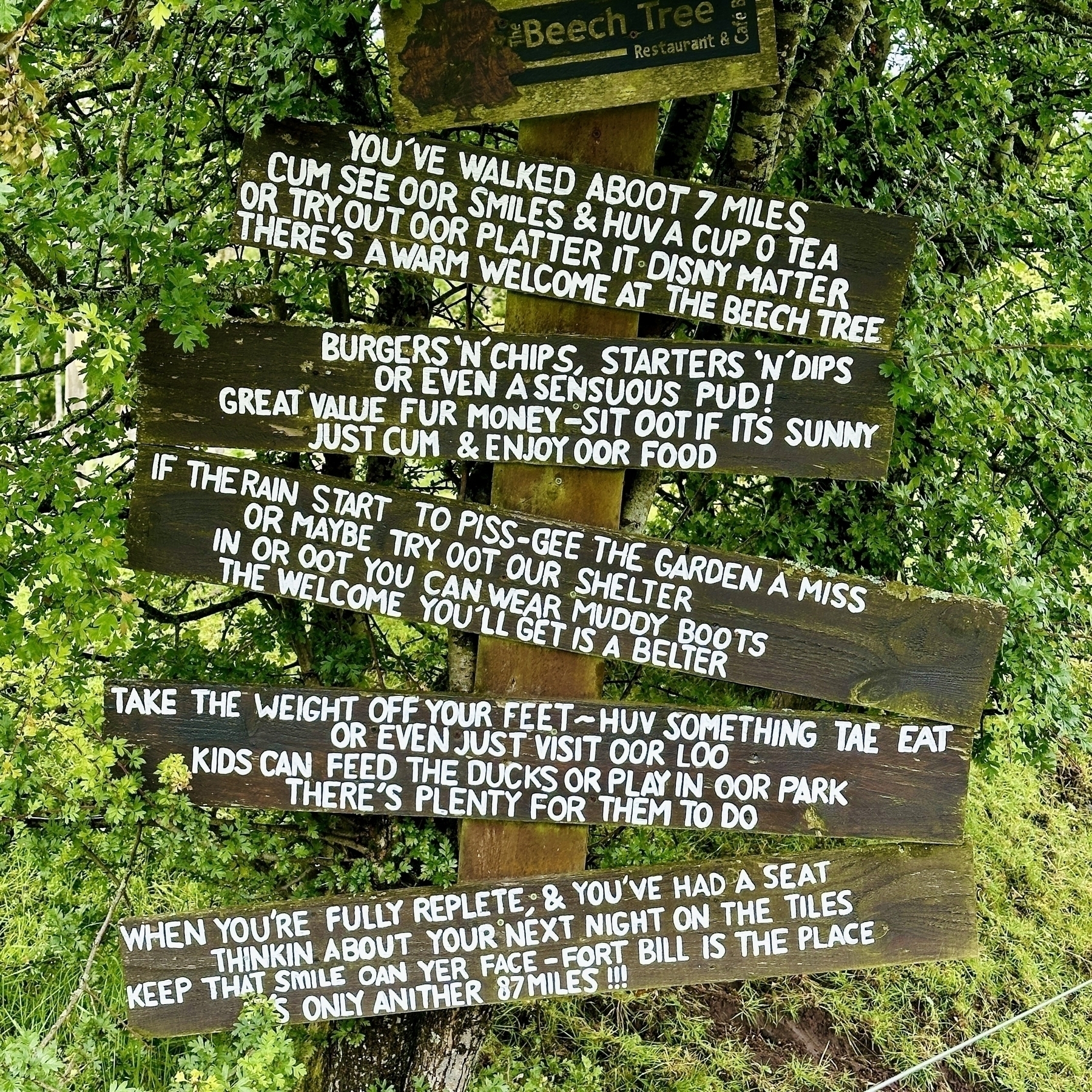 Auto-generated description: Several wooden signs with humorous and inviting messages are displayed outdoors amidst lush greenery.