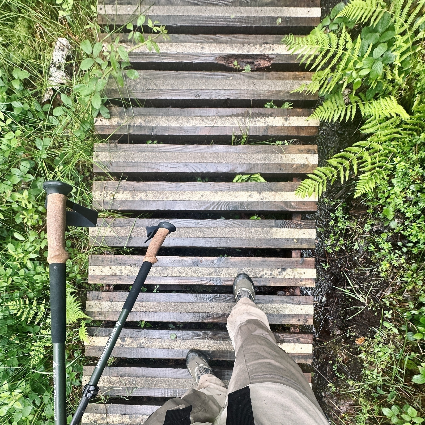 Me walking on a raised wooden boardwalk.