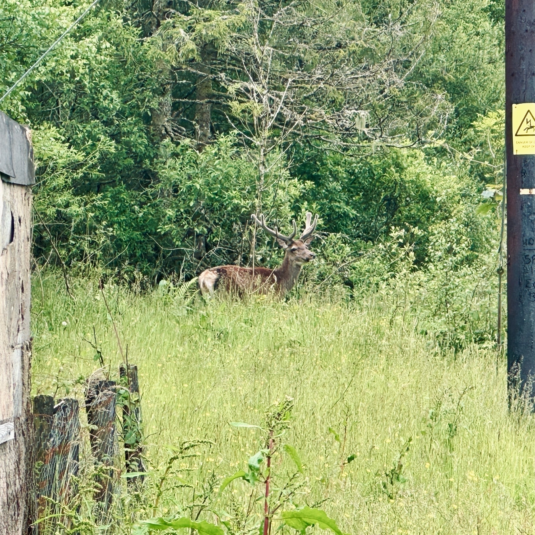 Auto-generated description: A deer stands in a grassy area near a wooden structure and a utility pole with a caution sign in a forested environment.