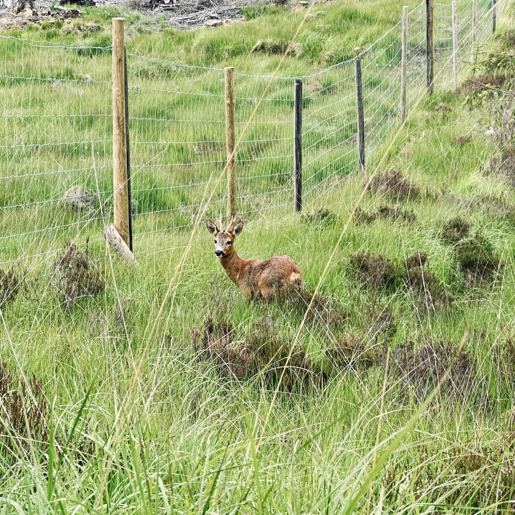 Auto-generated description: A deer stands on a grassy field beside a wire fence.