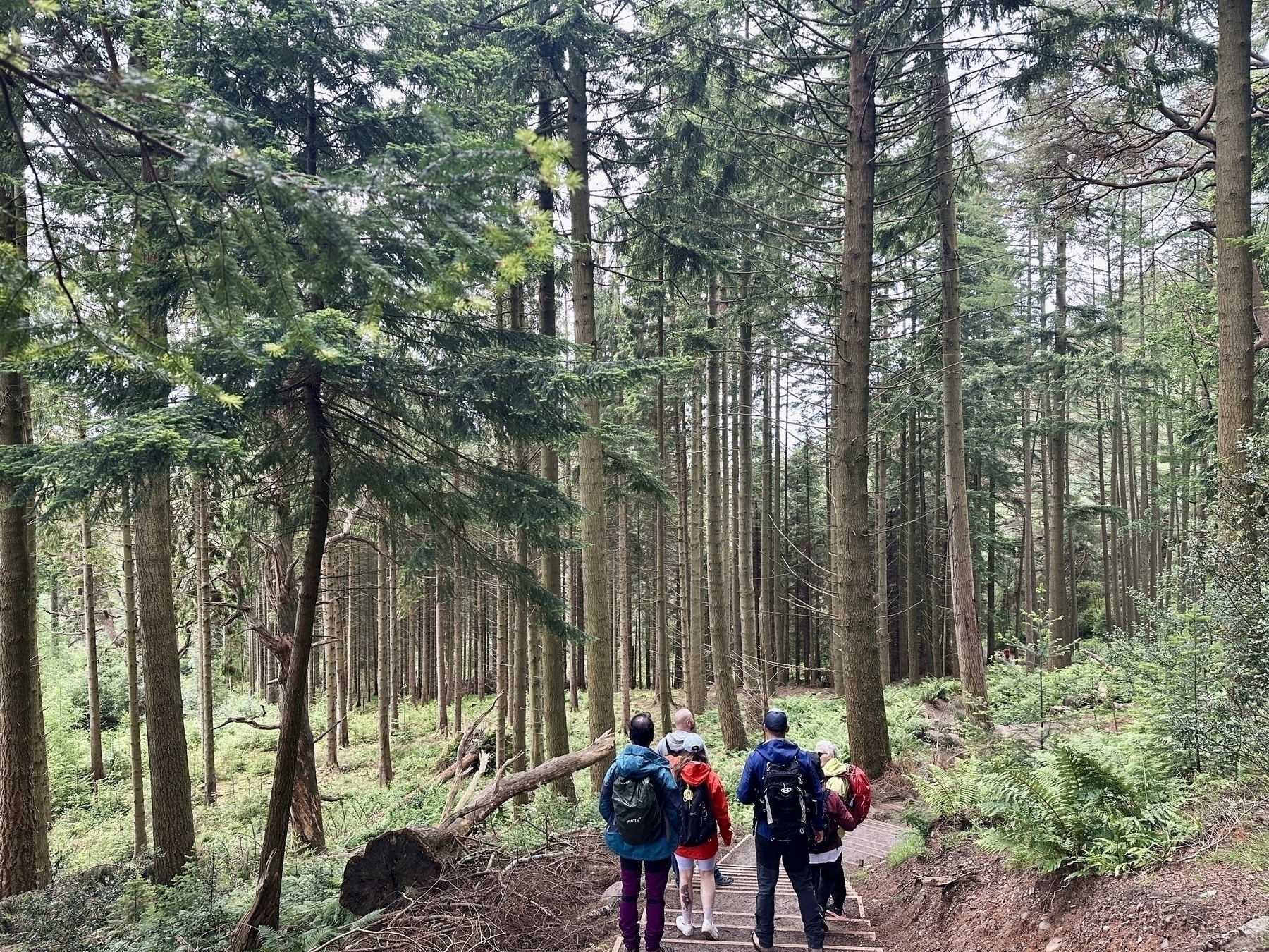 Auto-generated description: Four people with backpacks are walking down a forest path surrounded by tall trees.