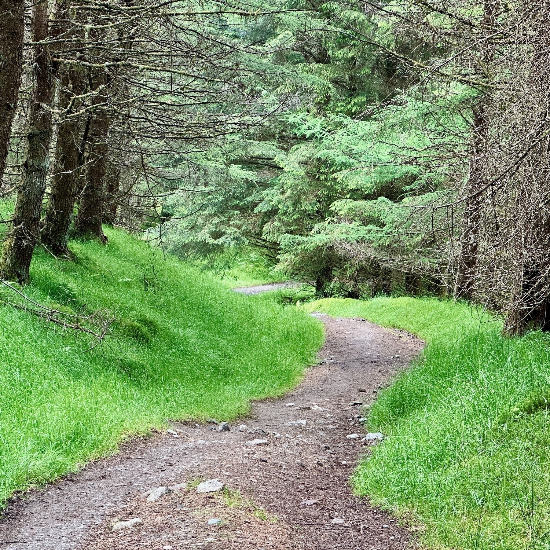 Auto-generated description: A narrow, winding path cuts through a forested area with lush green grass and tall trees on either side.