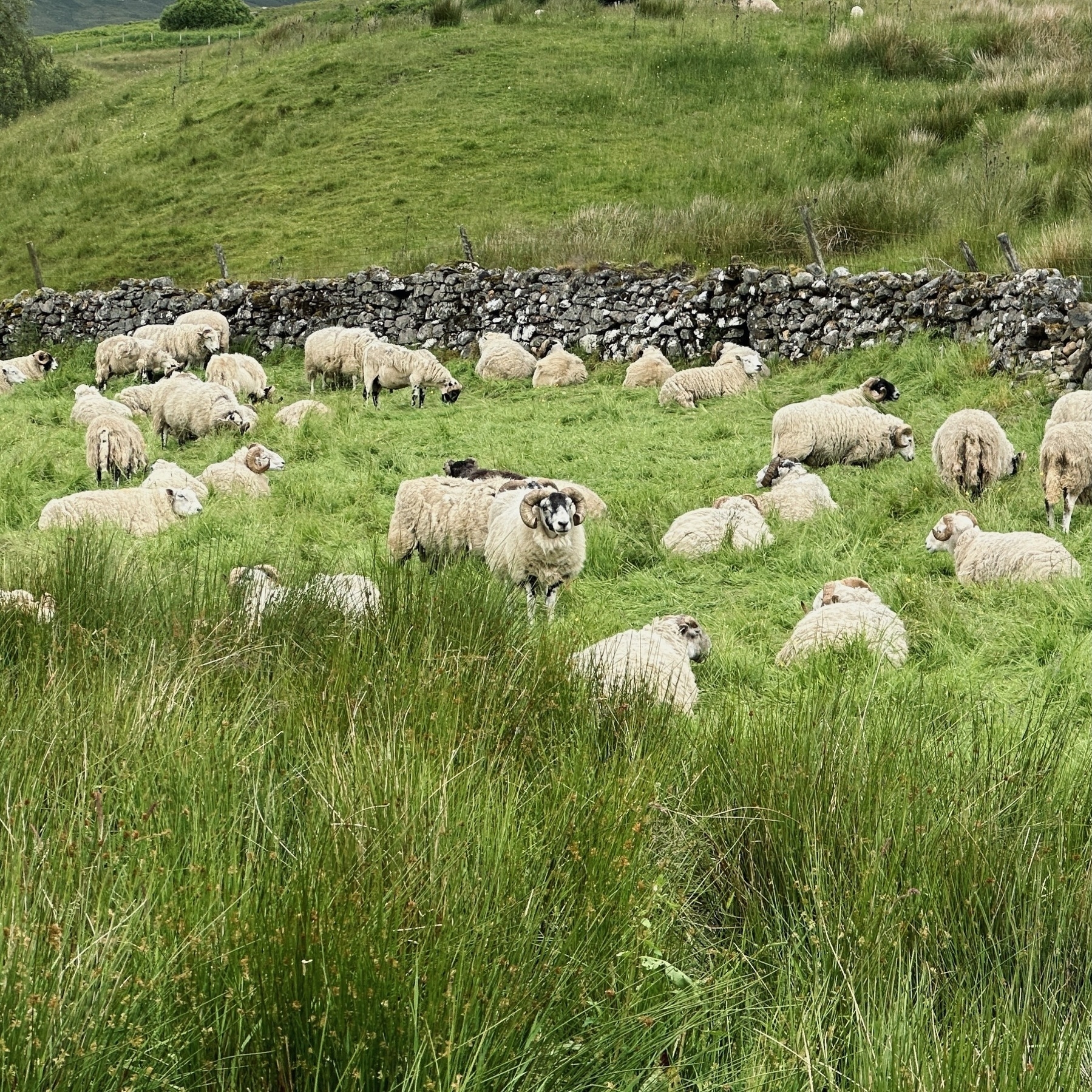 Auto-generated description: A flock of sheep grazes on a lush green hillside, with a stone wall in the background.