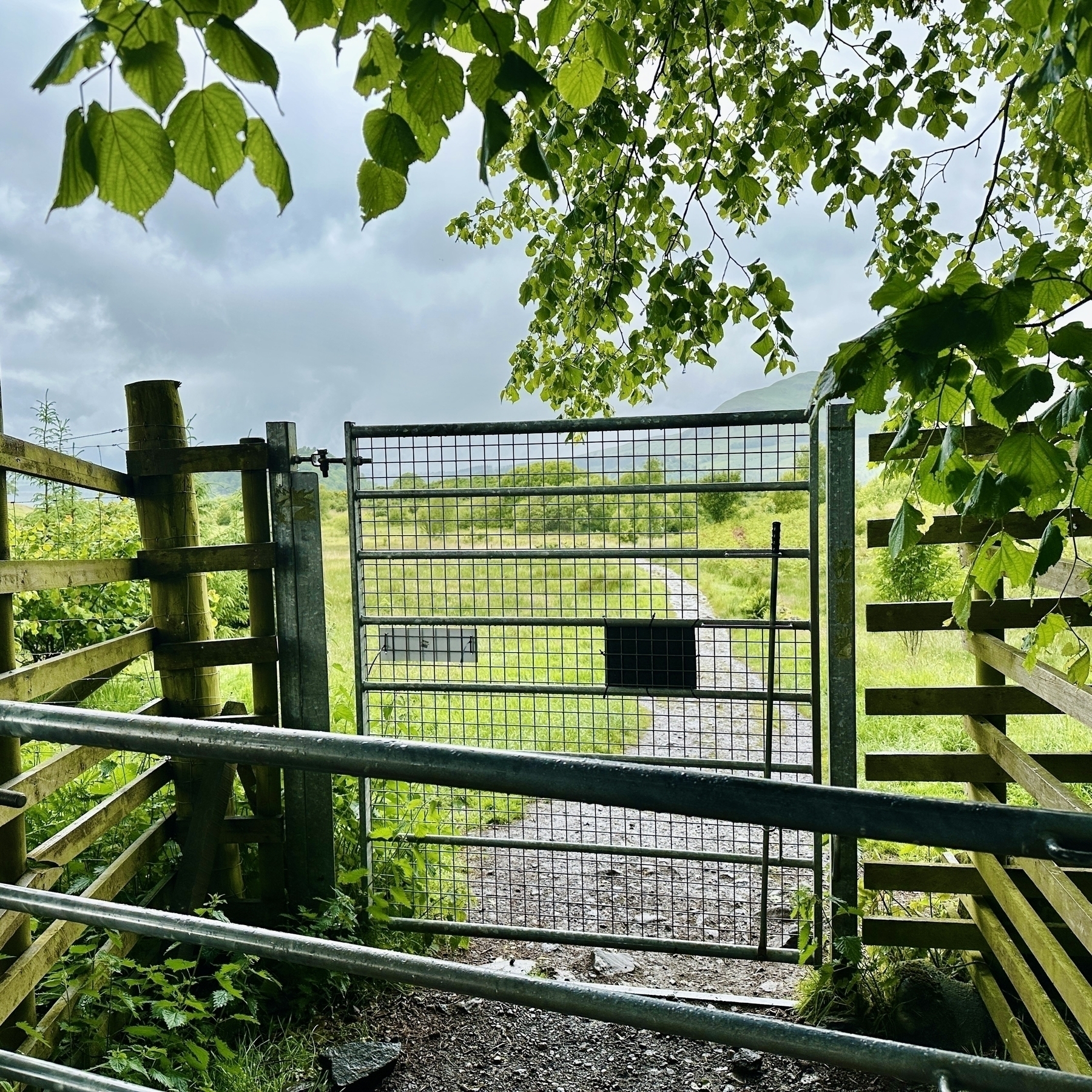 Auto-generated description: A fenced countryside pathway featuring a gate under a canopy of green leaves and a cloudy sky in the background.