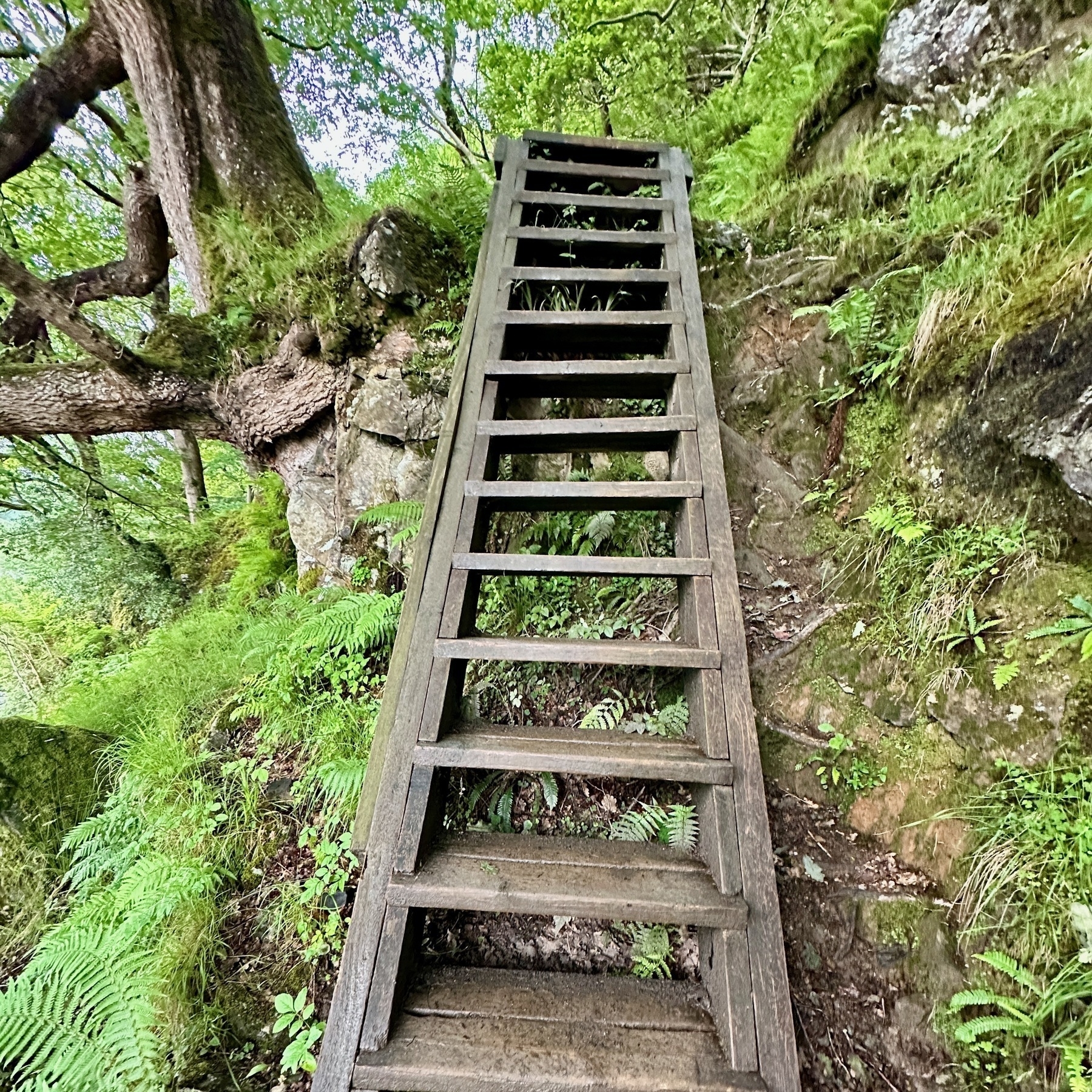 Auto-generated description: A steep wooden ladder ascends through dense greenery and rocky terrain in a forested area.