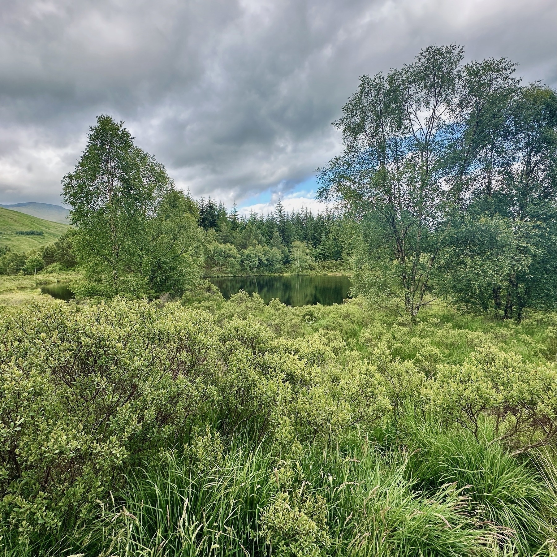 Auto-generated description: A serene landscape features dense greenery, a tranquil pond, and trees under a cloudy sky.