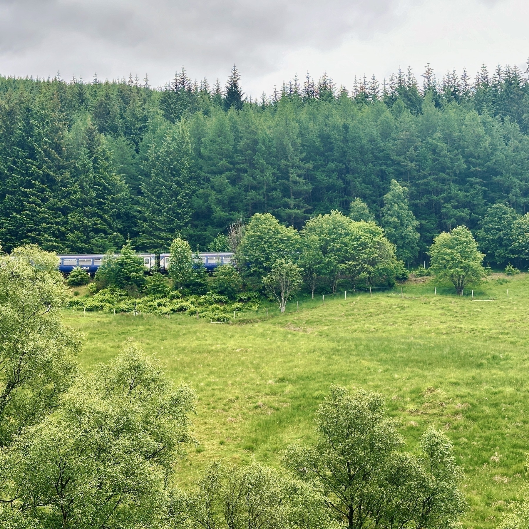 Auto-generated description: A train is traveling through a lush green landscape bordered by dense forest under a cloudy sky.