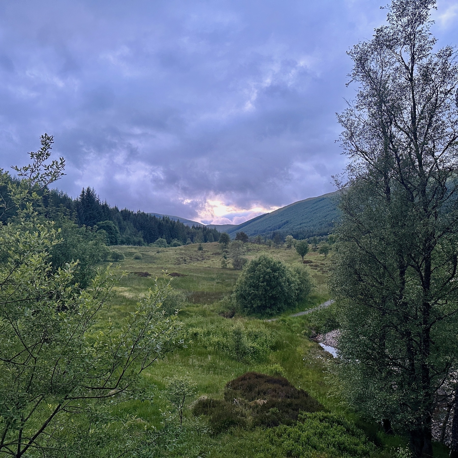 Auto-generated description: A lush, green landscape with trees and a rolling hillside under a cloudy, twilight sky.