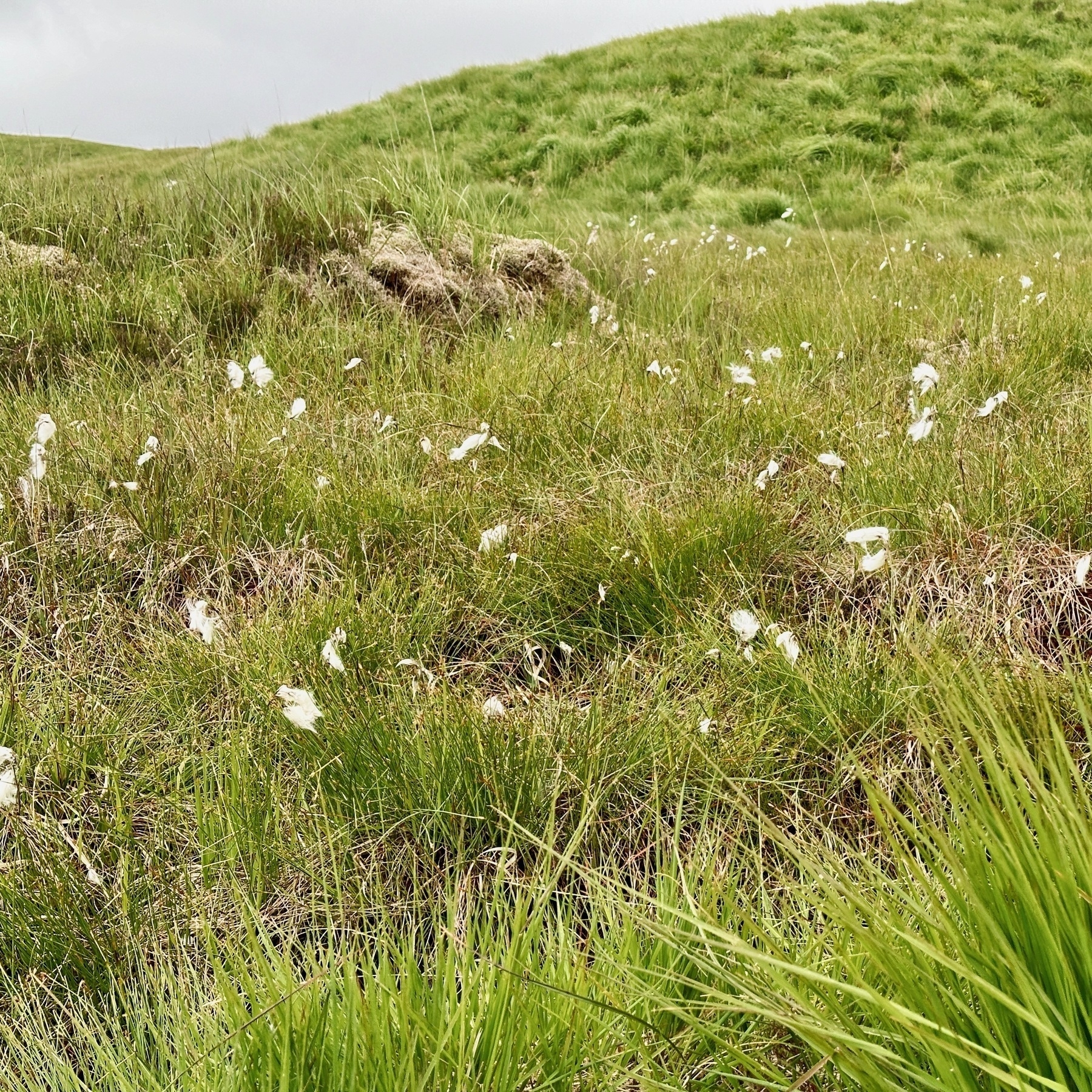 Auto-generated description: A lush, green landscape is dotted with small white cottonflowers on a slightly hilly terrain.