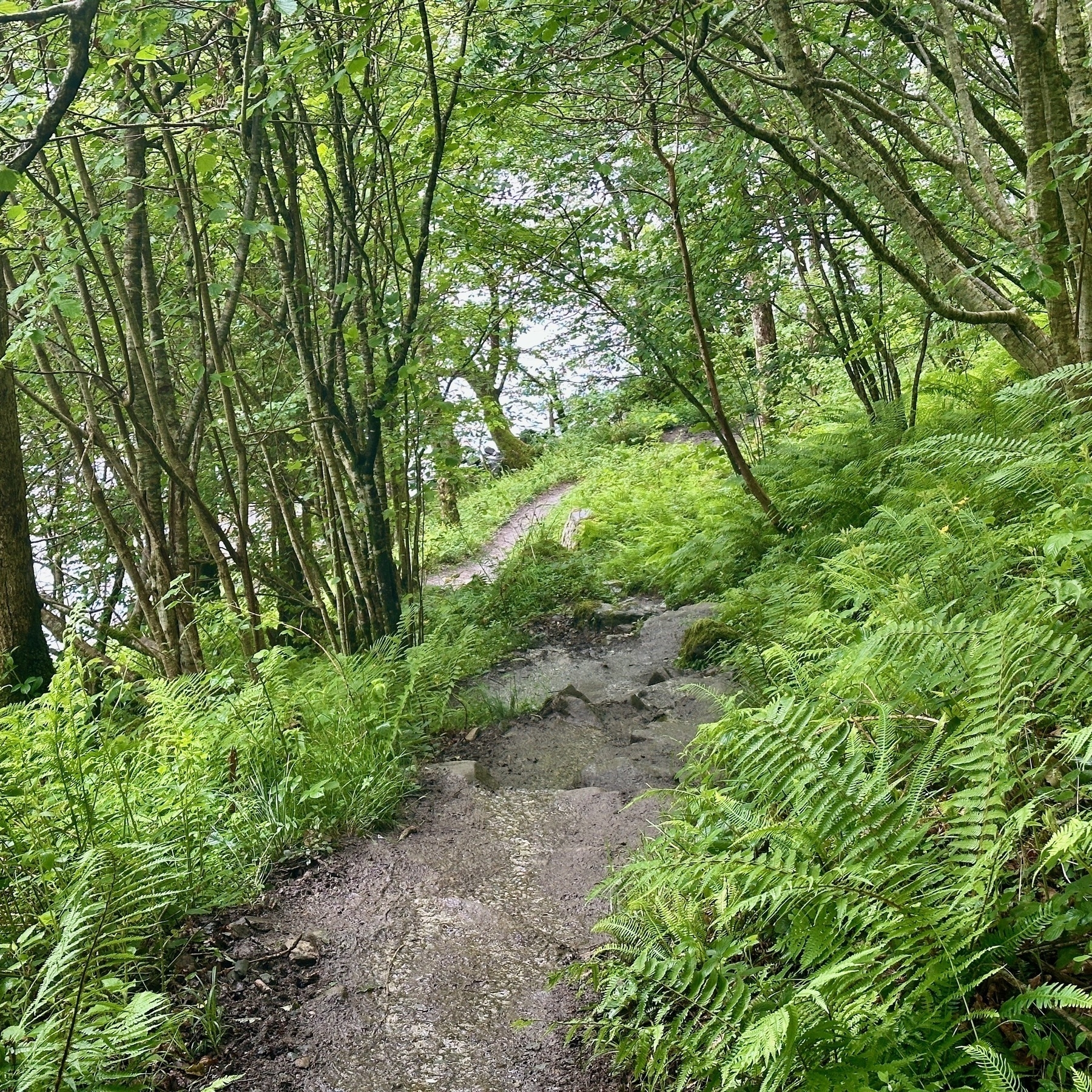 Auto-generated description: A narrow, winding path surrounded by dense, green foliage leads through a forested area.