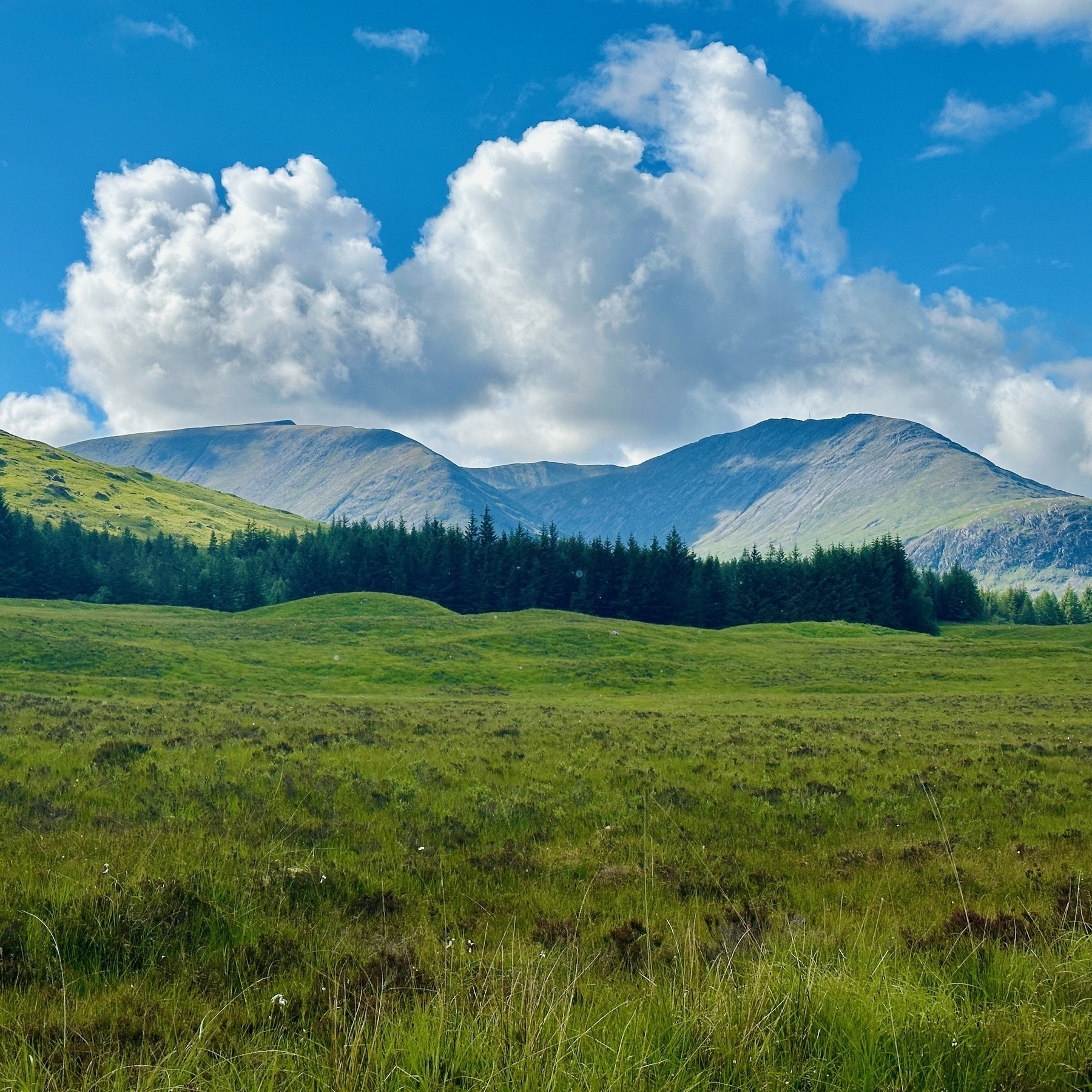 Auto-generated description: Rolling green hills and lush forests stretch beneath a bright blue sky dotted with fluffy white clouds.