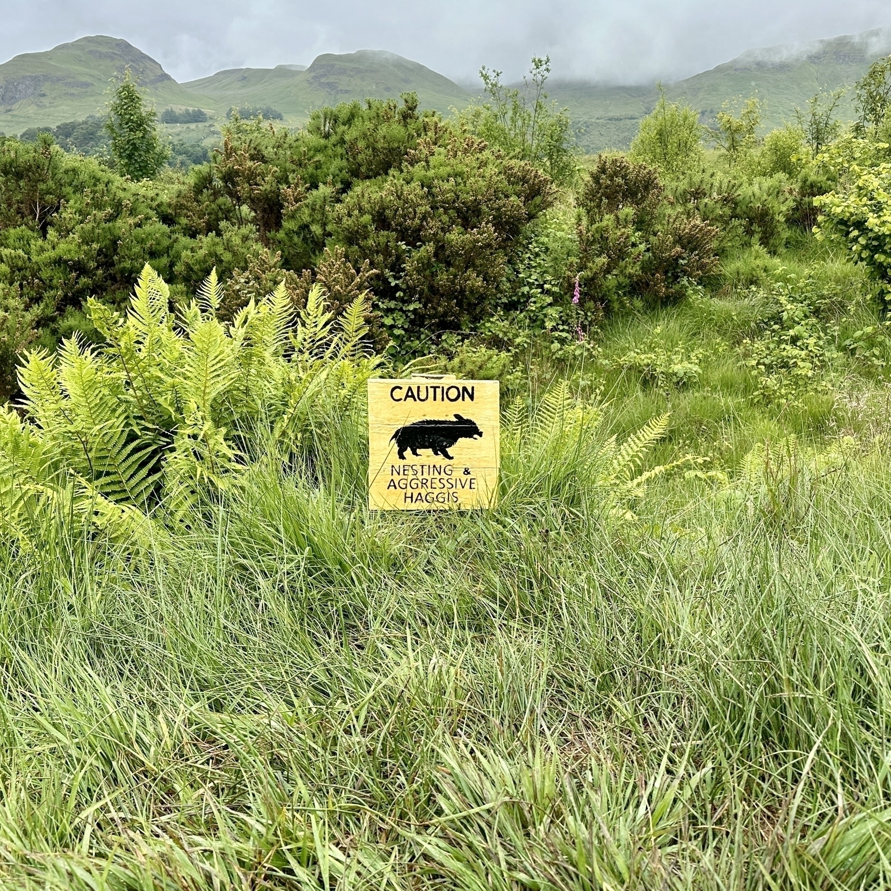 Auto-generated description: A caution sign in a lush, green rural landscape warns about the presence of nesting aggressive haggis.