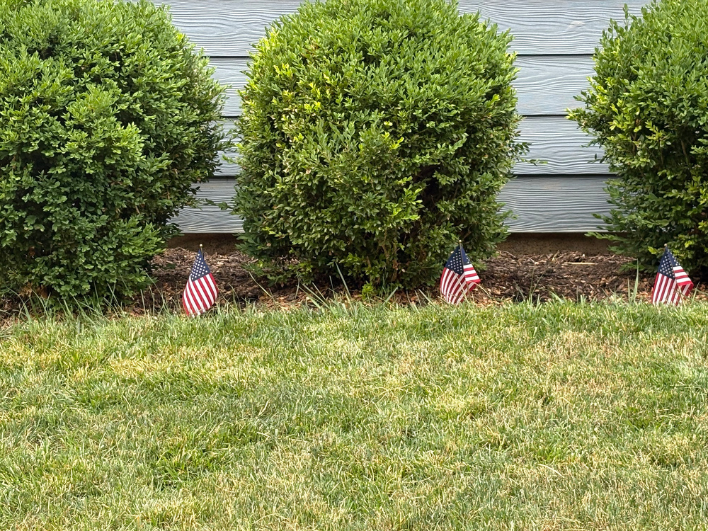 Three small American flags are placed in front of neatly trimmed green bushes along the side of a gray house.