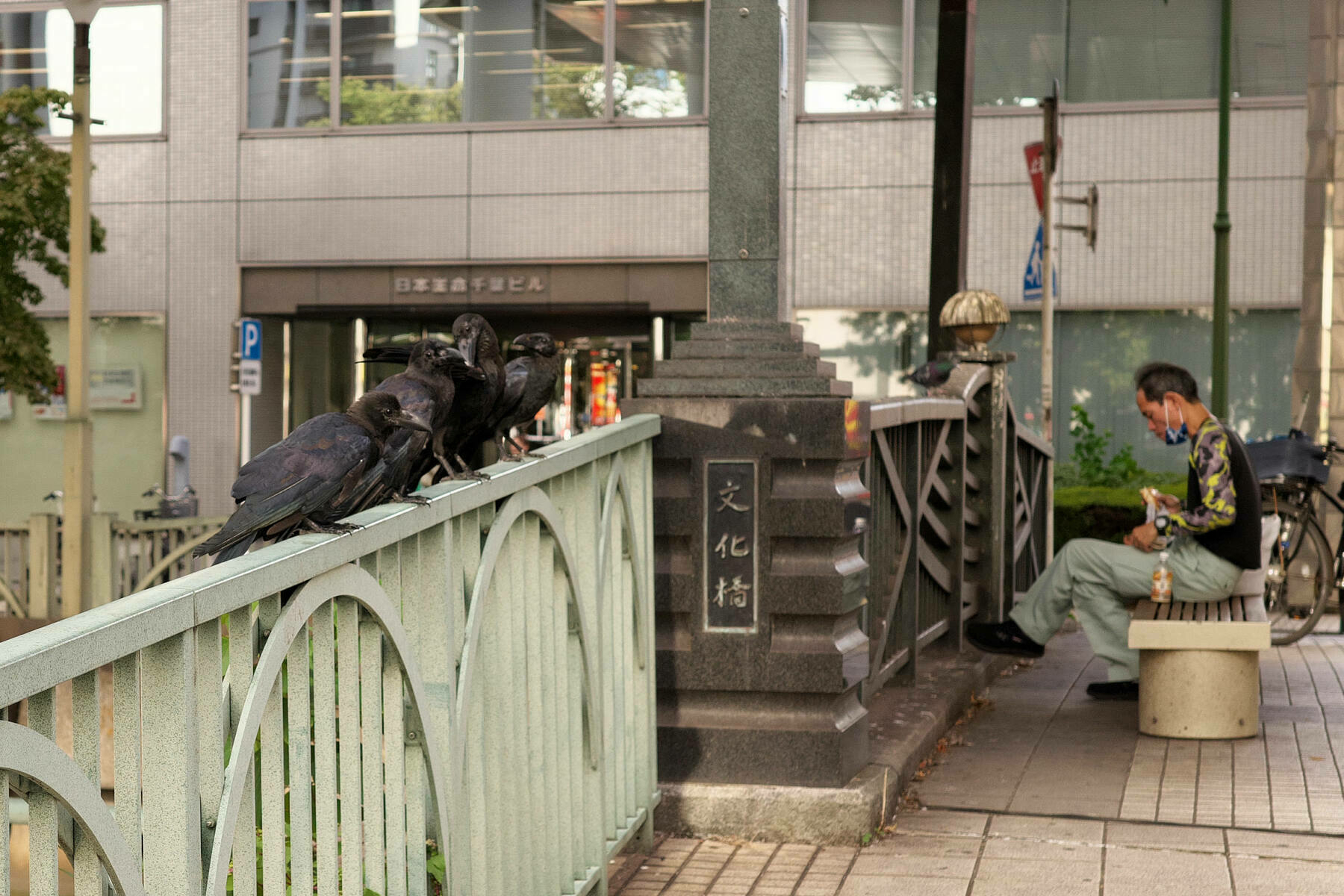 A group of crows is perched on a bridge railing while a person sits nearby looking at a smartphone.