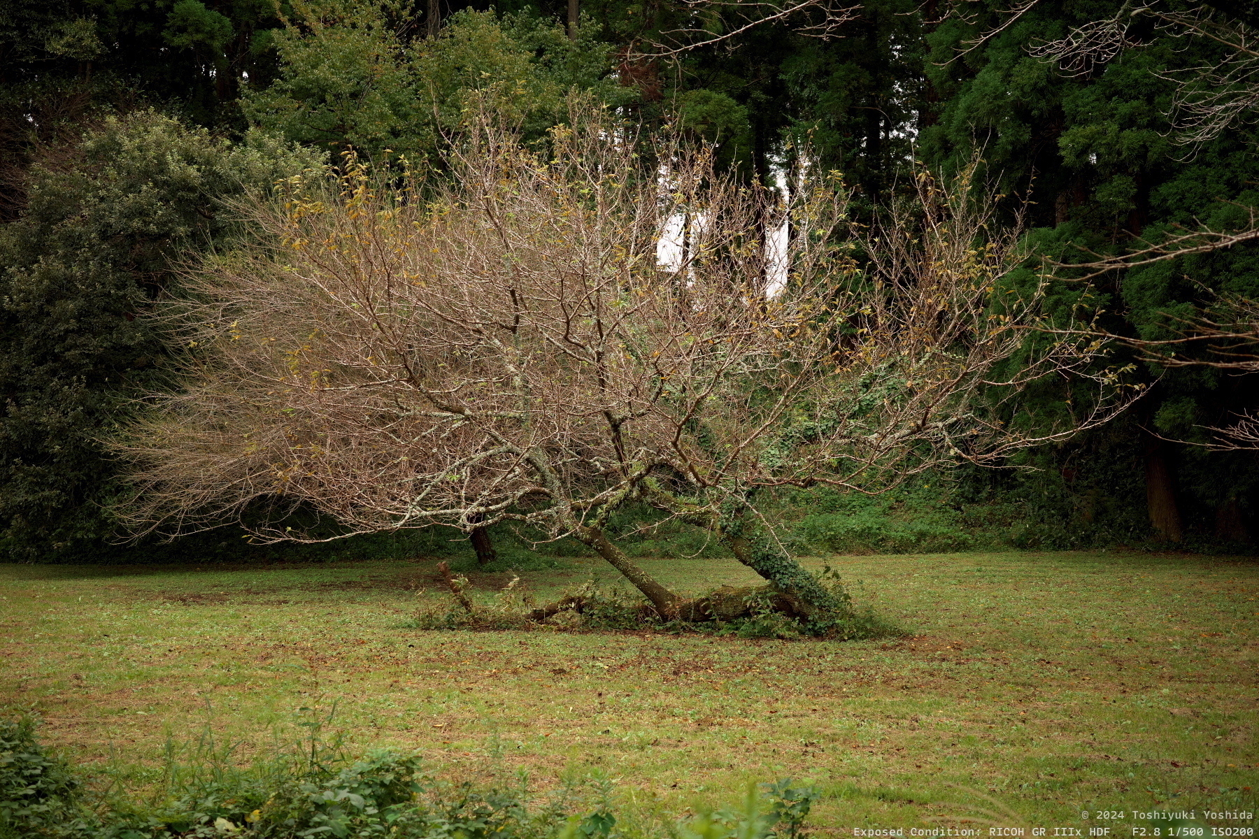 Auto-generated description: A leafless tree leans to one side in a grassy field surrounded by dense greenery.