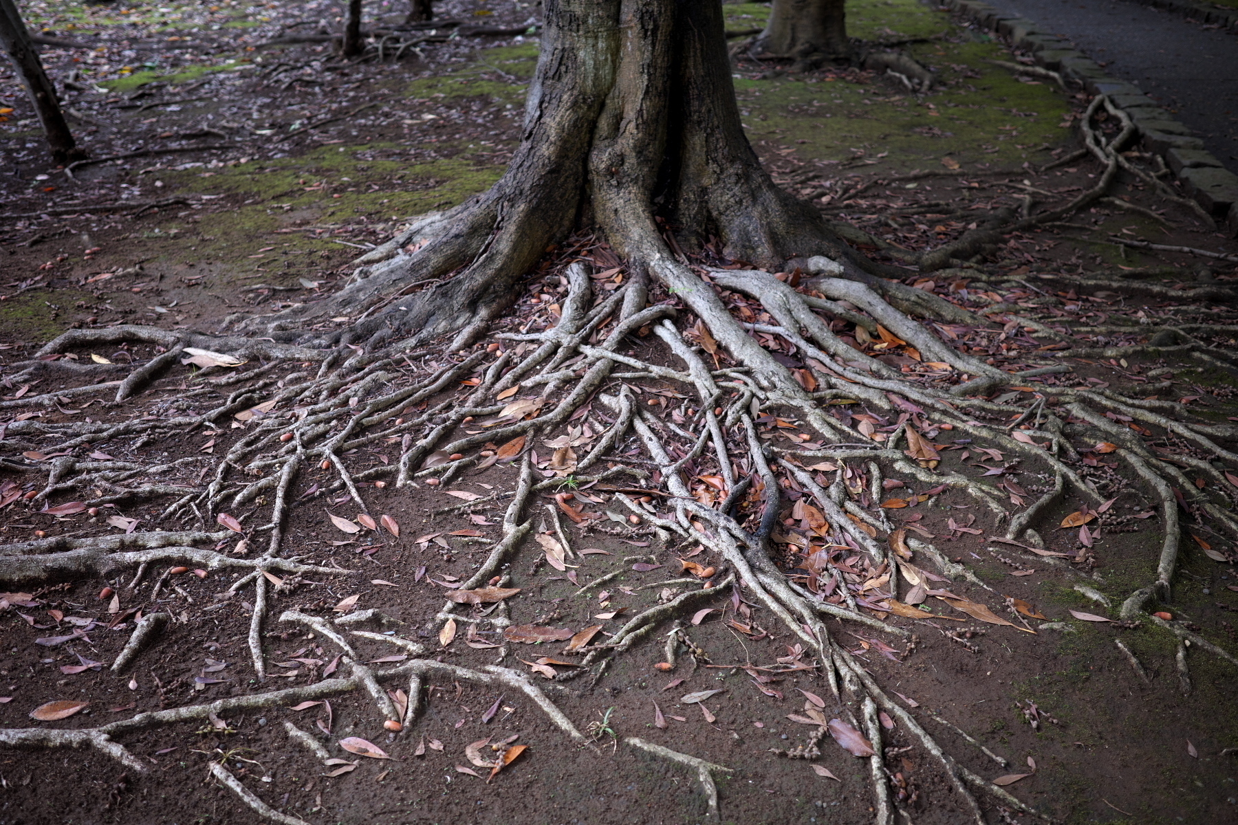 A tree with sprawling roots extends across a moss-covered ground